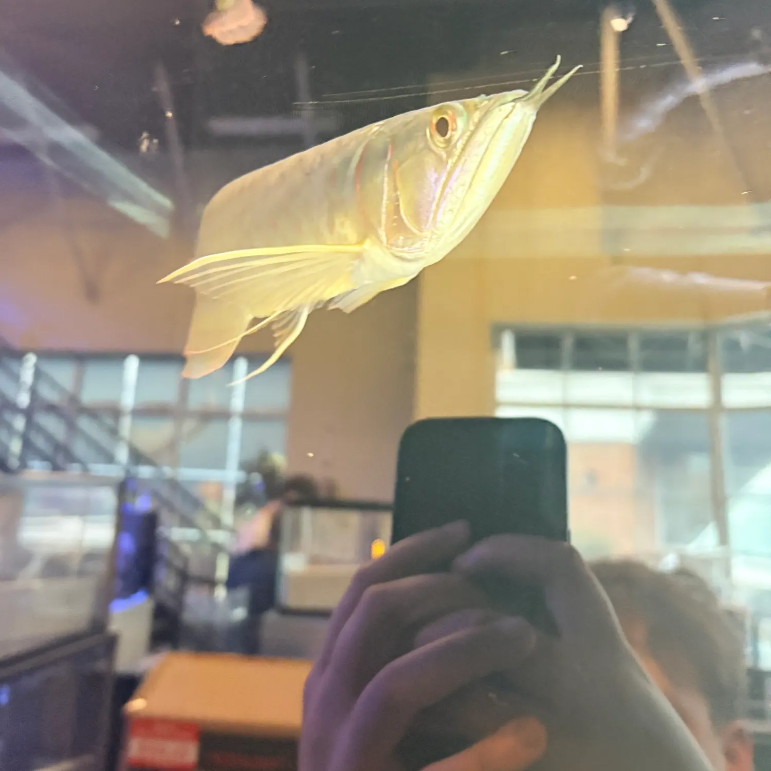 The most recent Silver arowana catches on Fishbrain