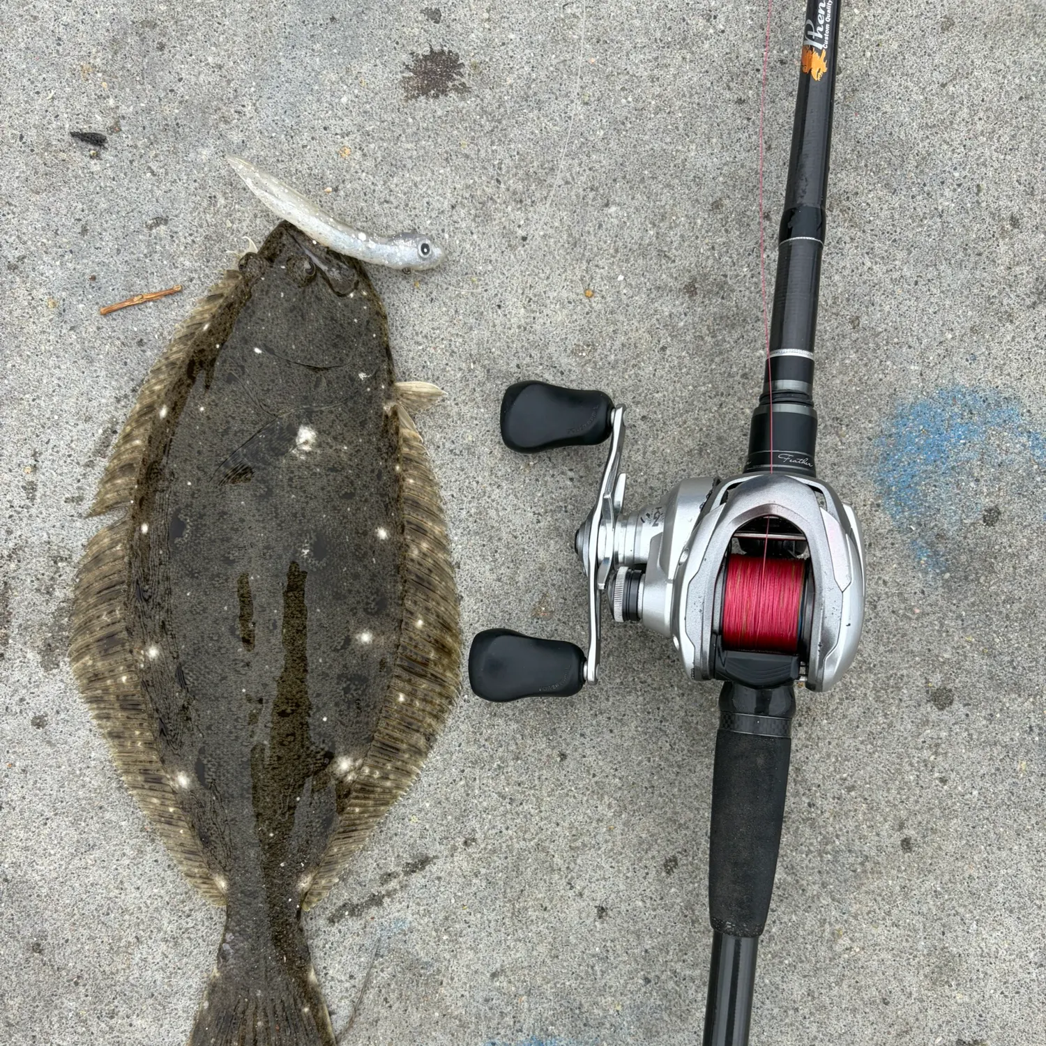 The most recent California halibut catches on Fishbrain