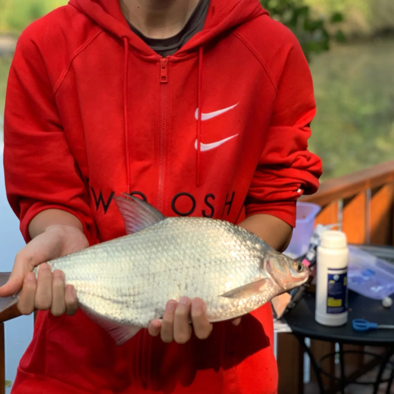 The most recent Wuchang bream catches on Fishbrain