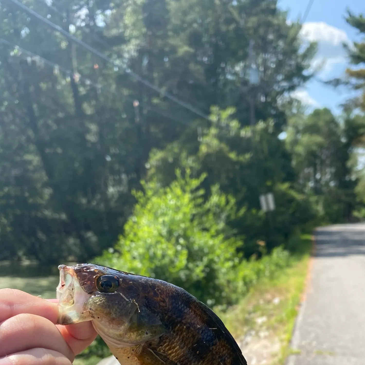 catch