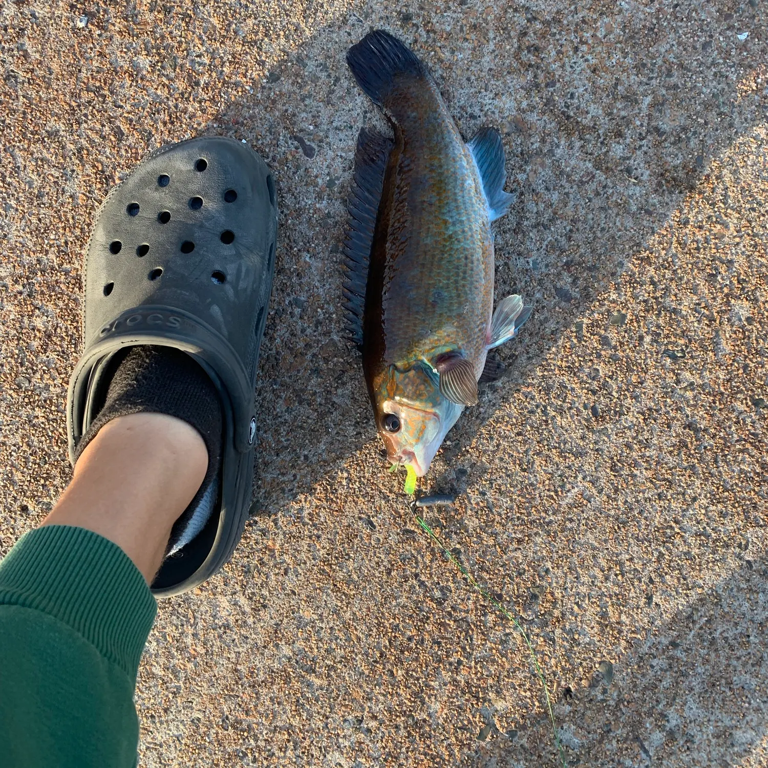 Cunner caught on Fishbrain