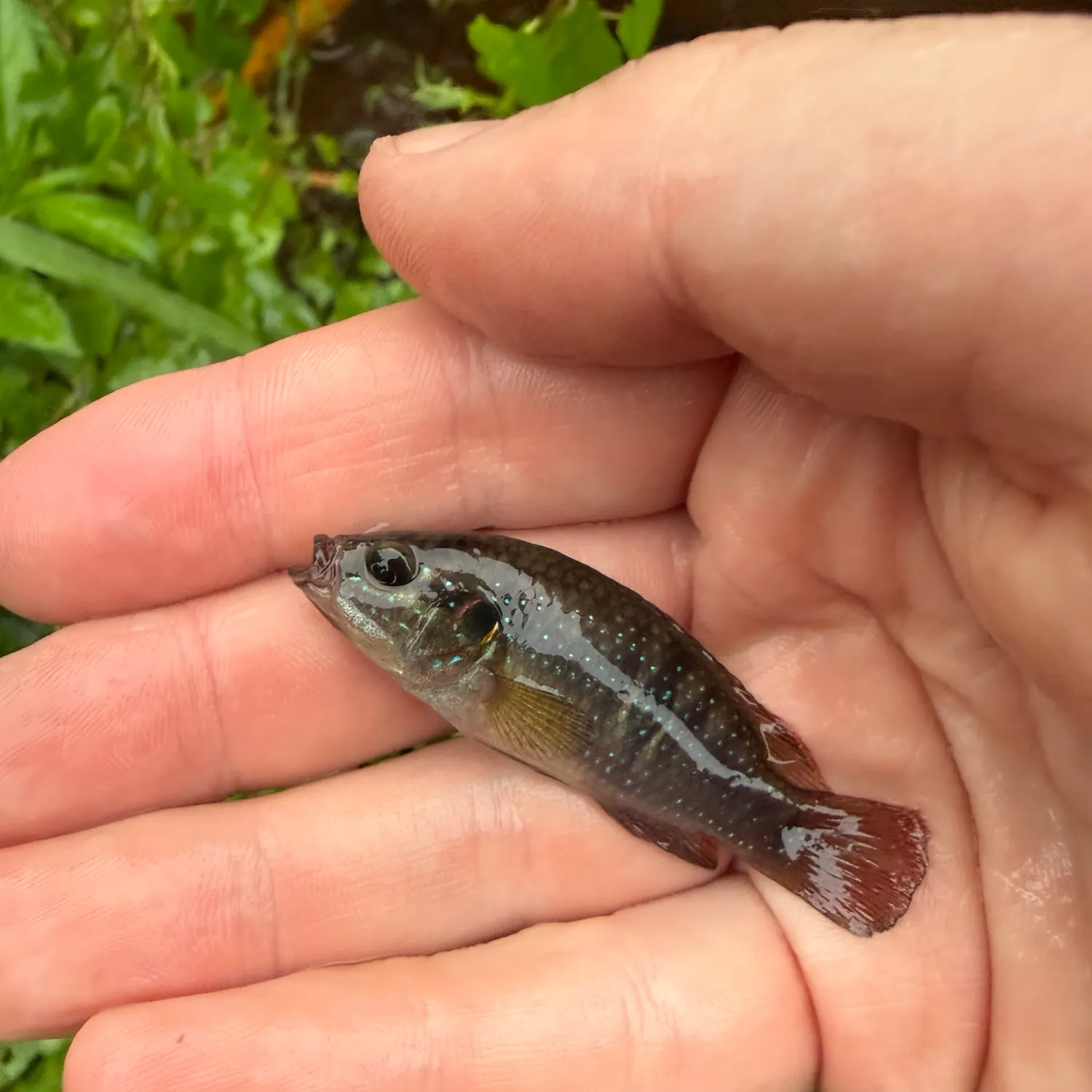 The most recent African Jewelfish catches on Fishbrain