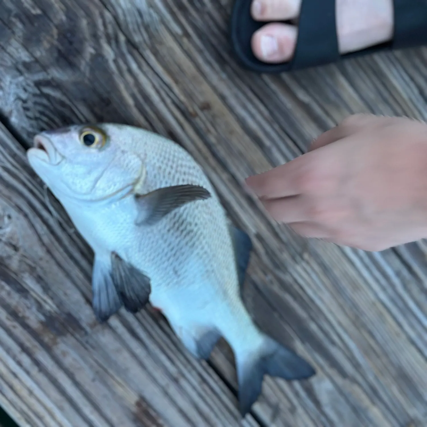 The most recent Black margate catches on Fishbrain