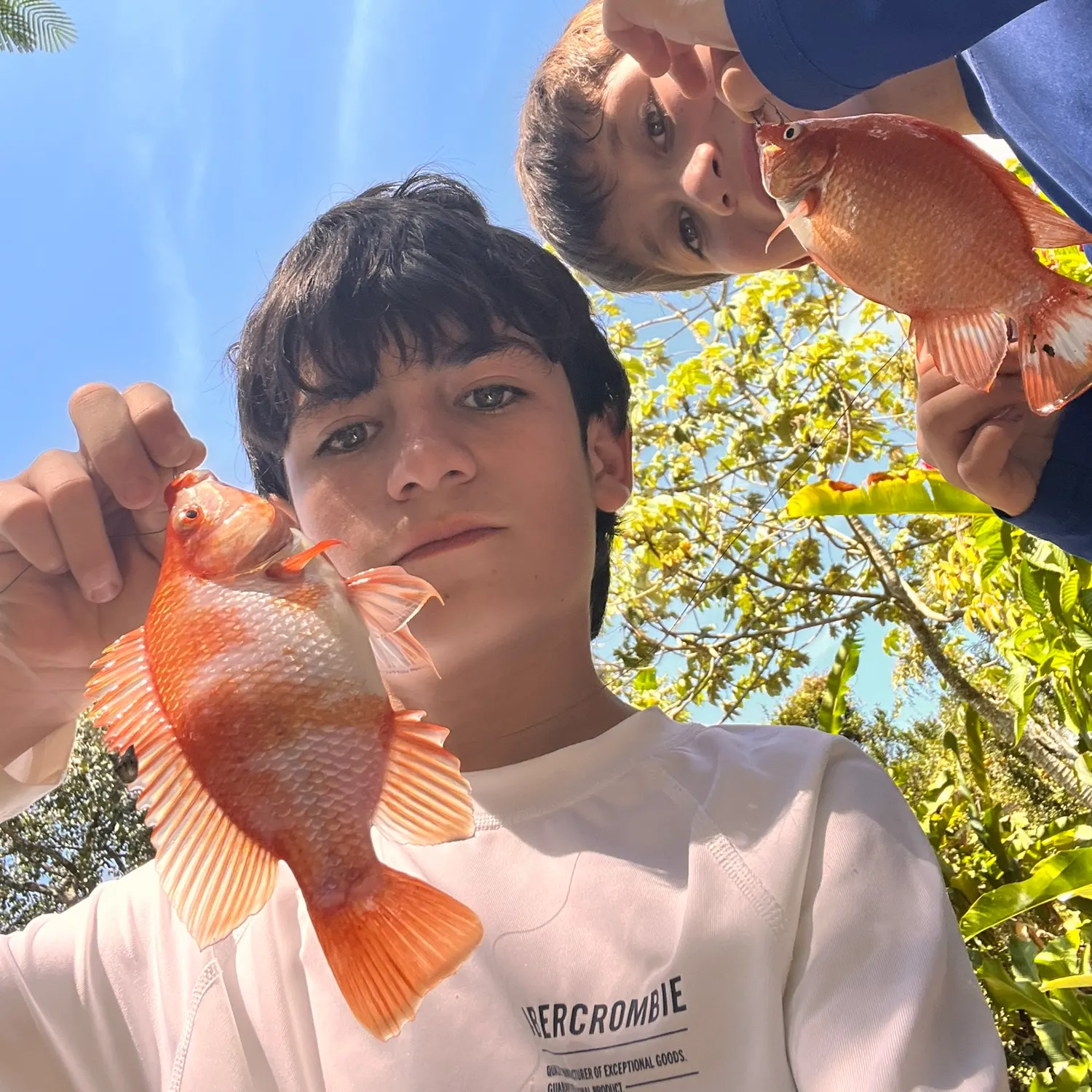 Red tilapia caught on Fishbrain