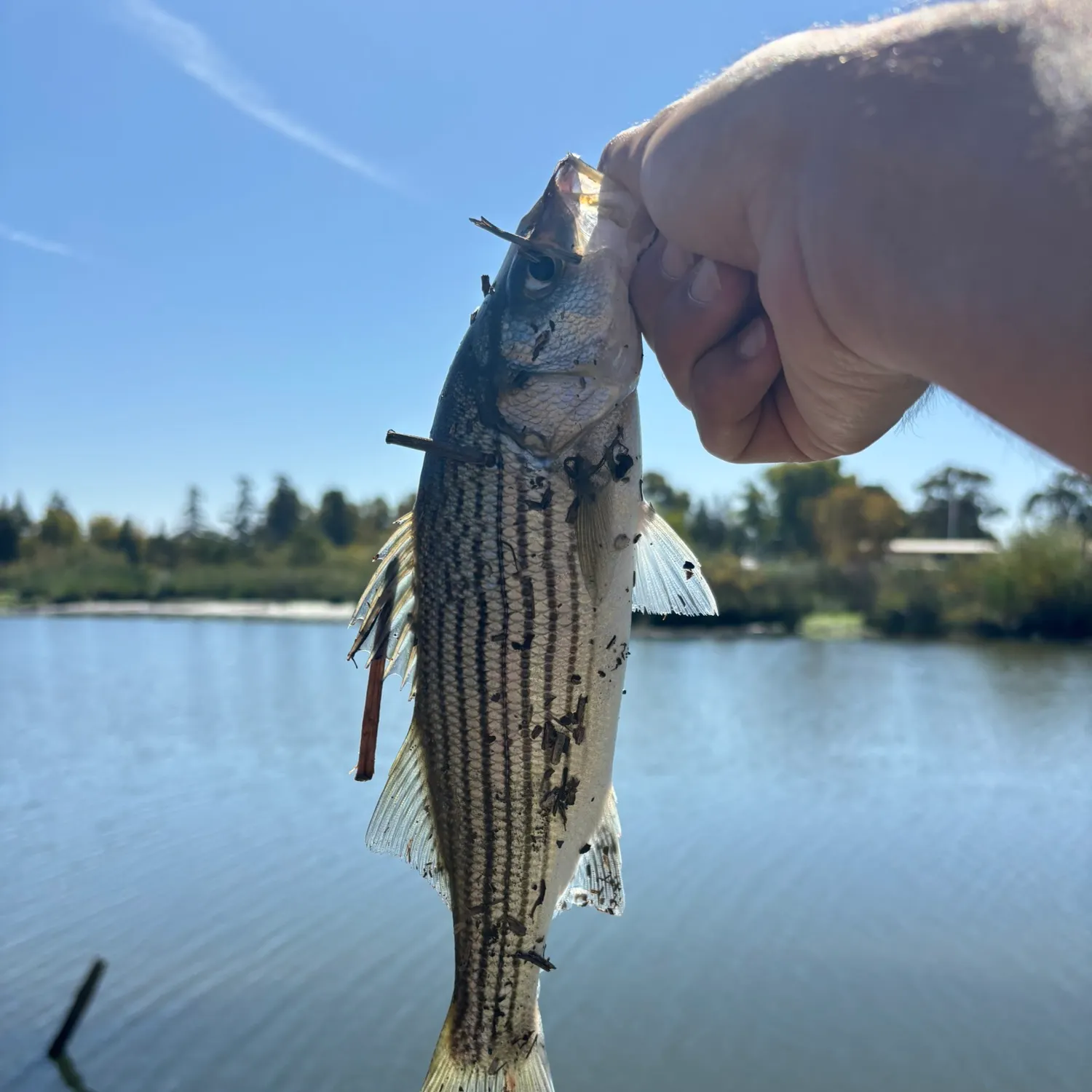 Striped bass caught on Fishbrain