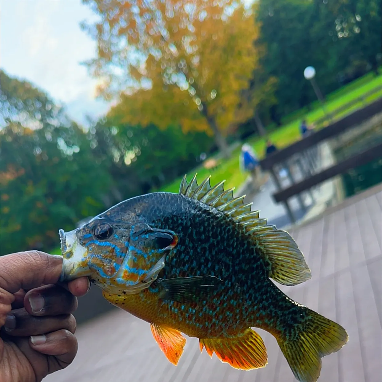 Greengill hybrid caught on Fishbrain
