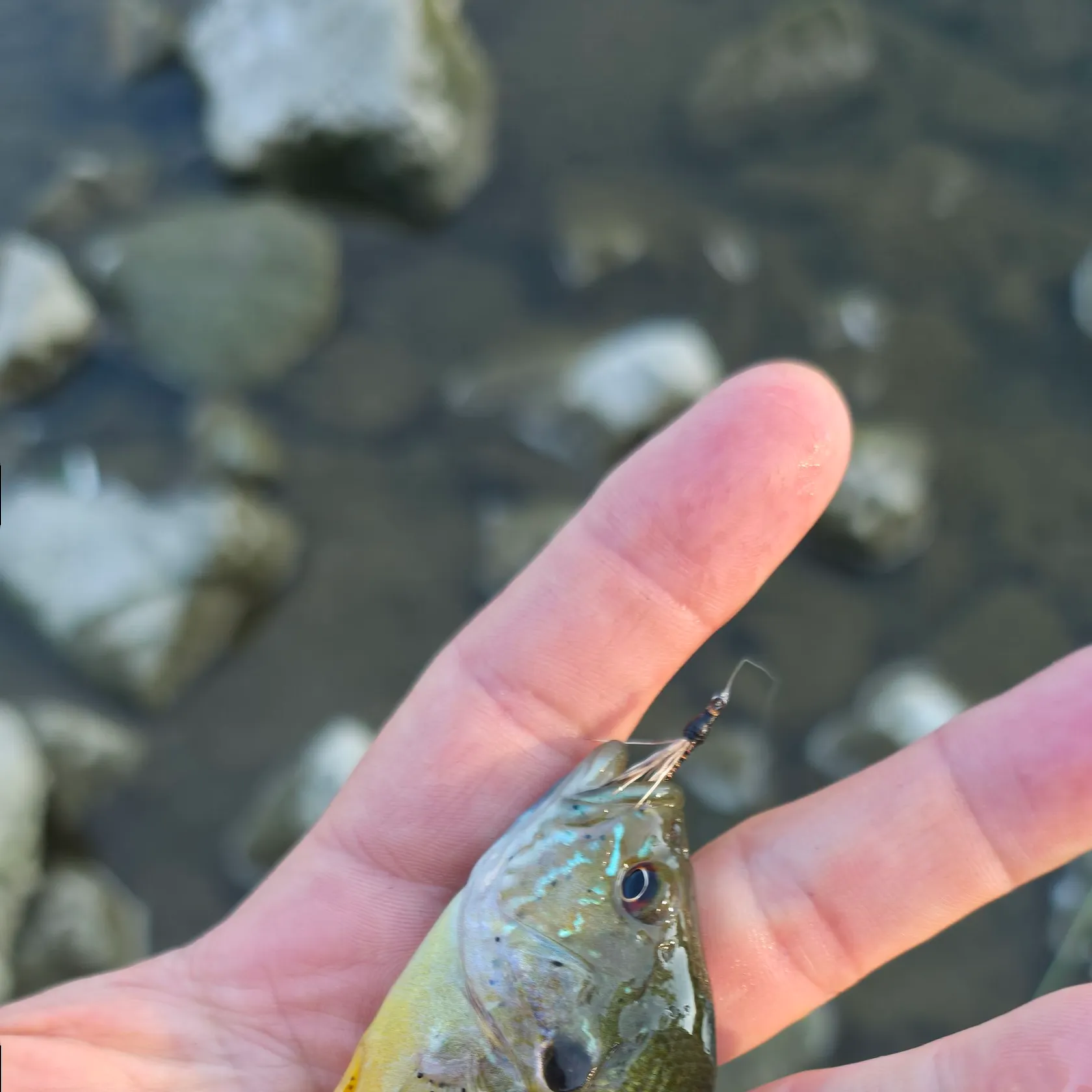 Green sunfish caught on Fishbrain