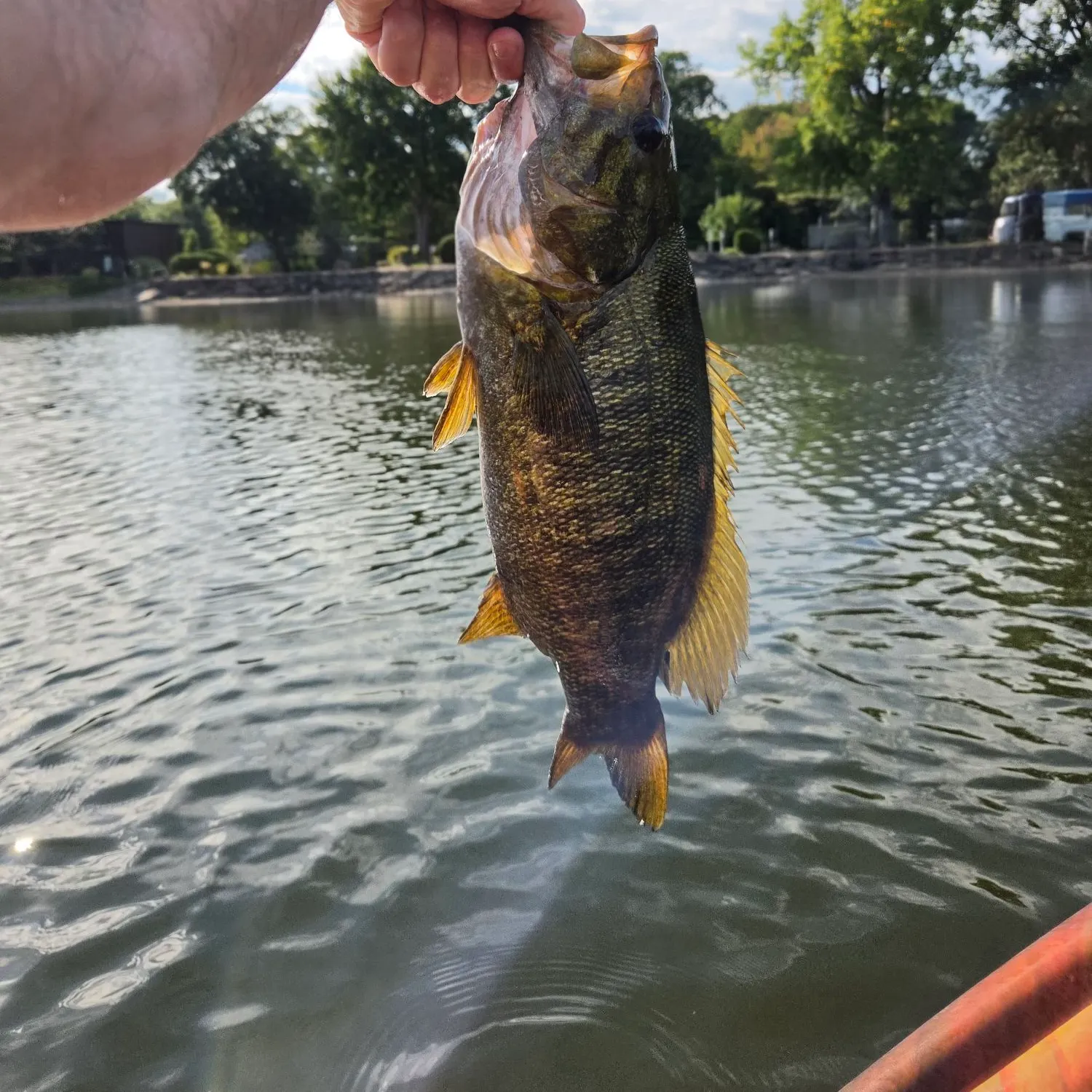 Smallmouth bass caught on Fishbrain