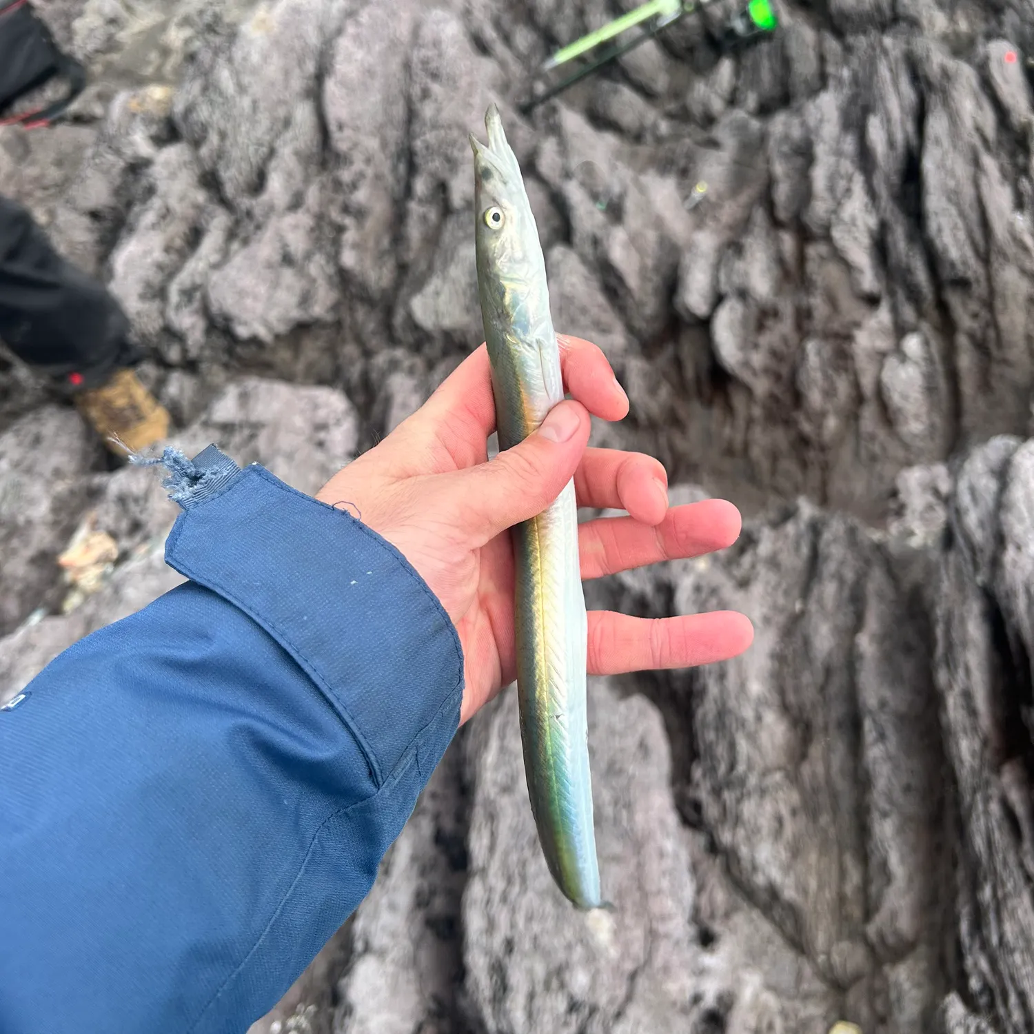 The most recent Northern sand lance catches on Fishbrain