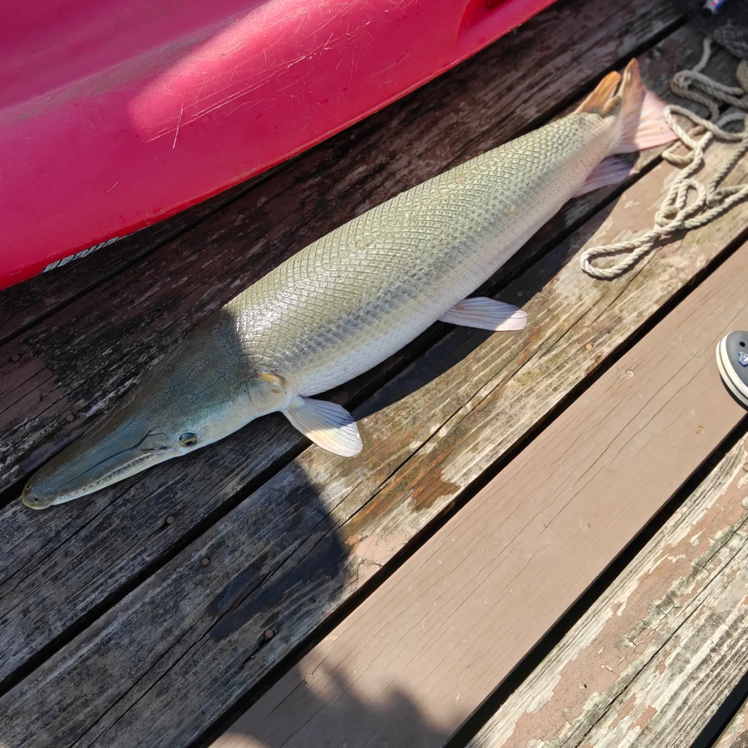 Alligator gar caught on Fishbrain