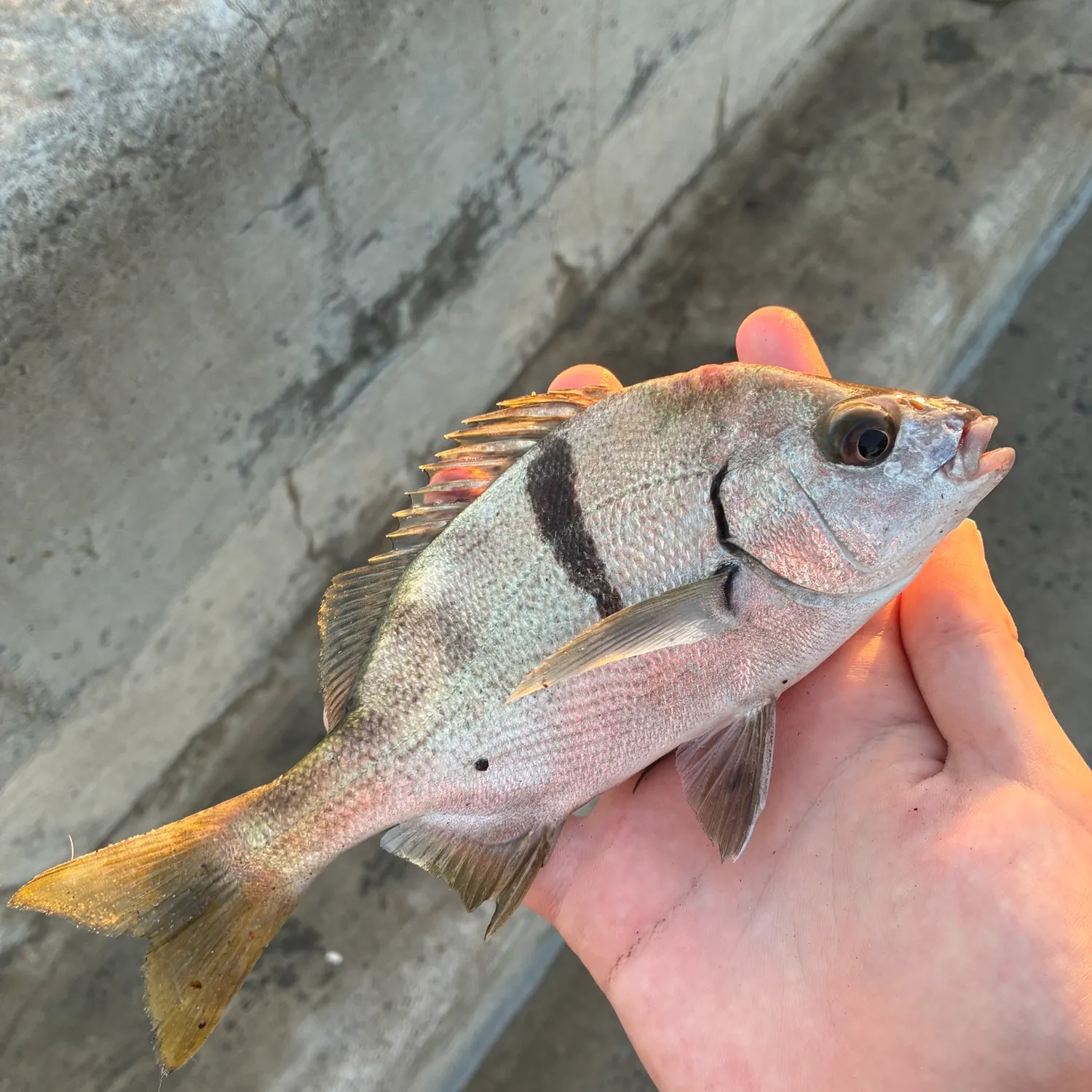 The most recent Sargo catches on Fishbrain
