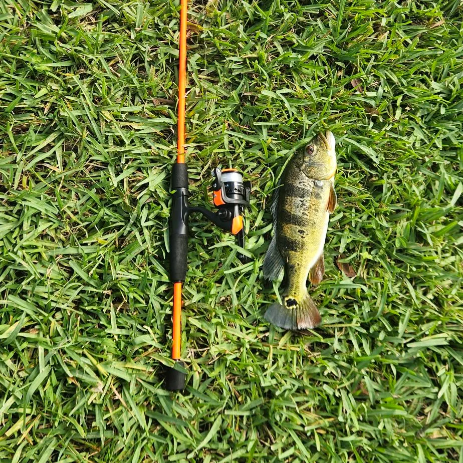 Butterfly peacock bass caught on Fishbrain