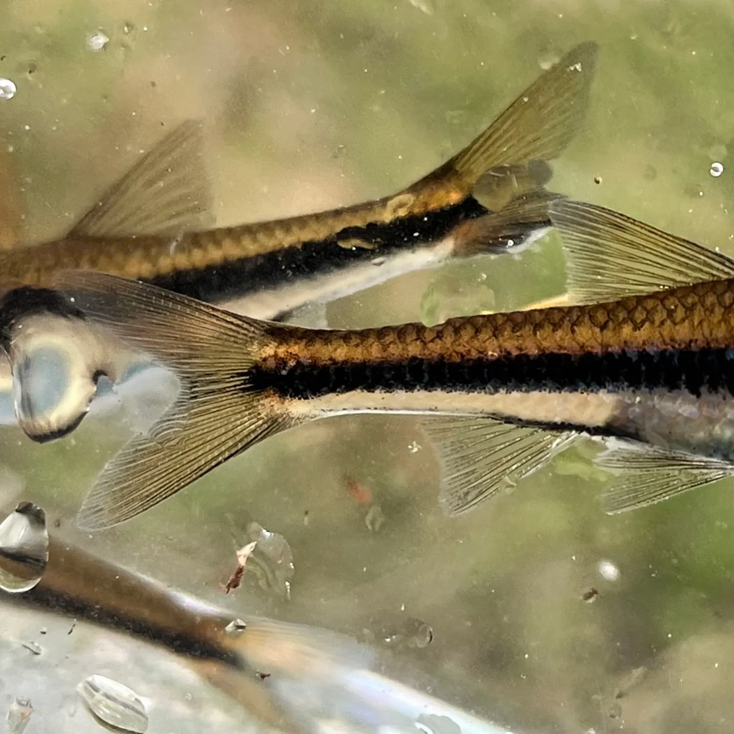 The most recent Ironcolor shiner catches on Fishbrain