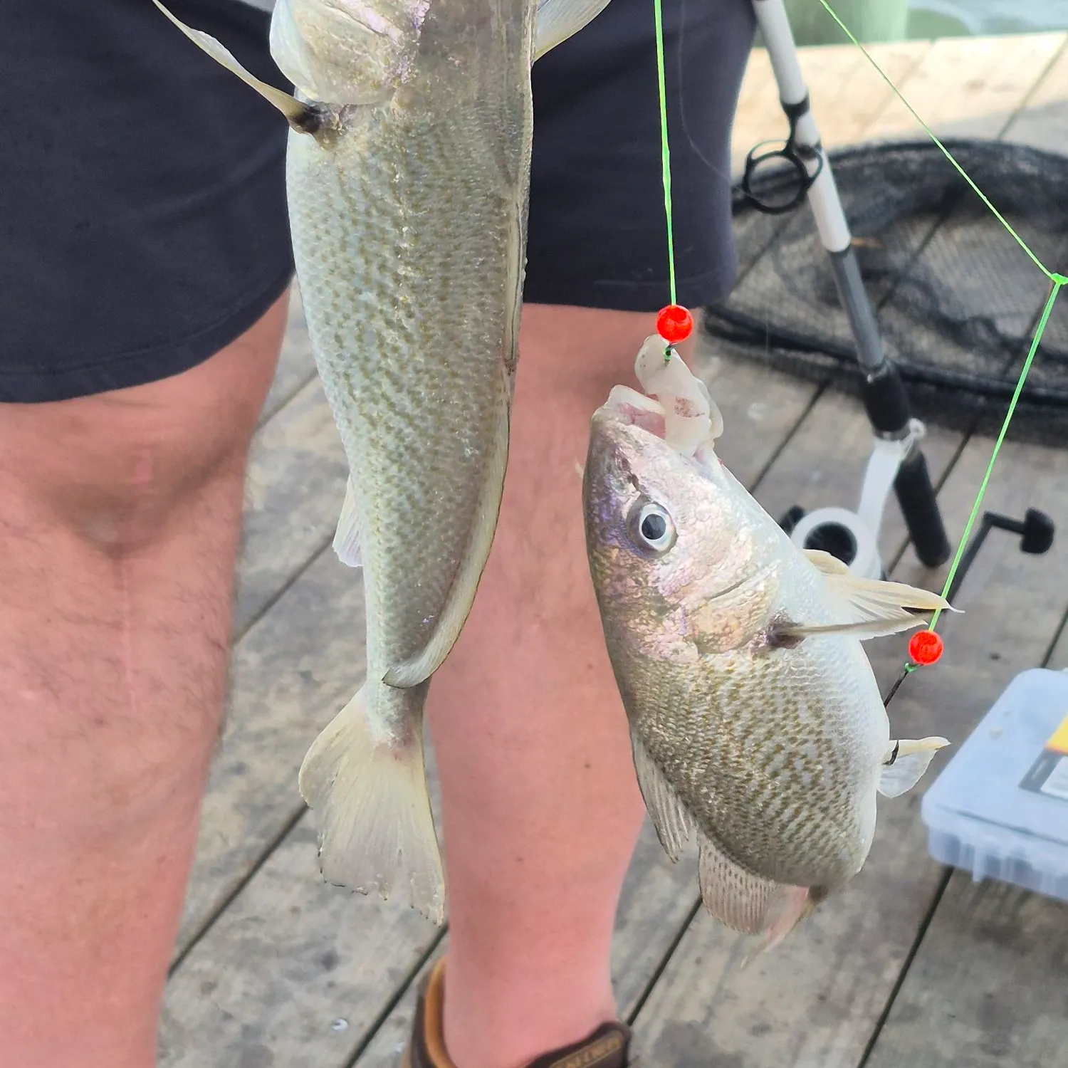 Atlantic croaker caught on Fishbrain