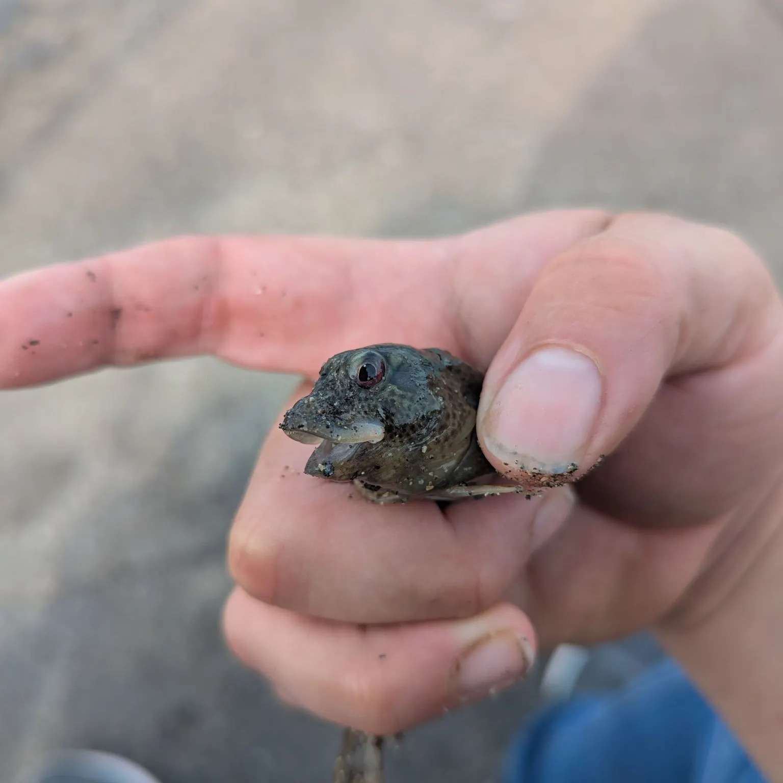 The most recent Shanny catches on Fishbrain