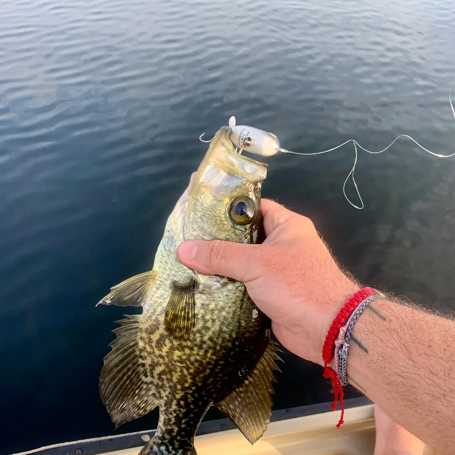 The most recent Black crappie catches on Fishbrain
