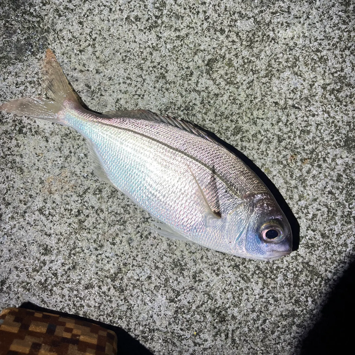 The most recent Red seabream catches on Fishbrain