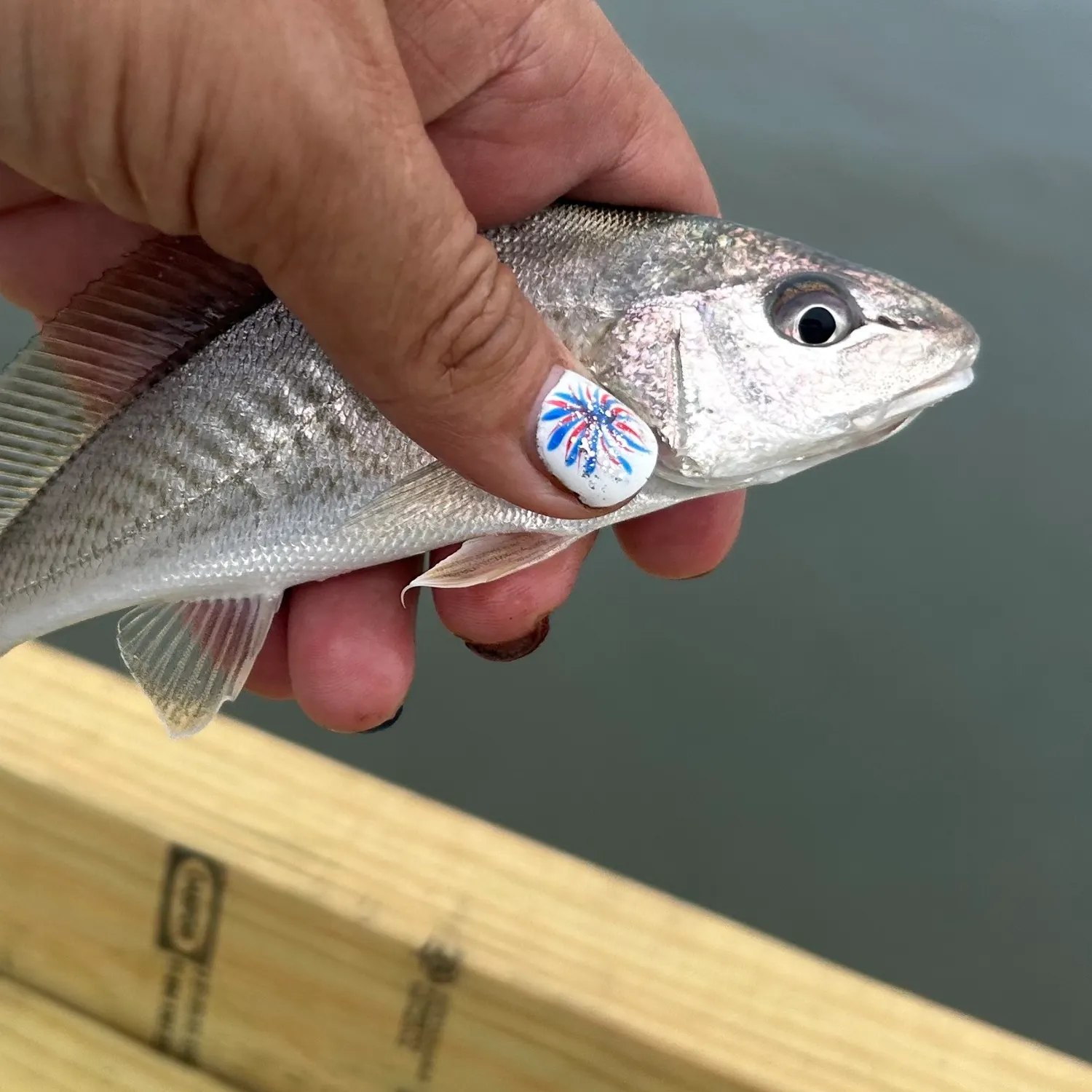 The most recent Spot croaker catches on Fishbrain
