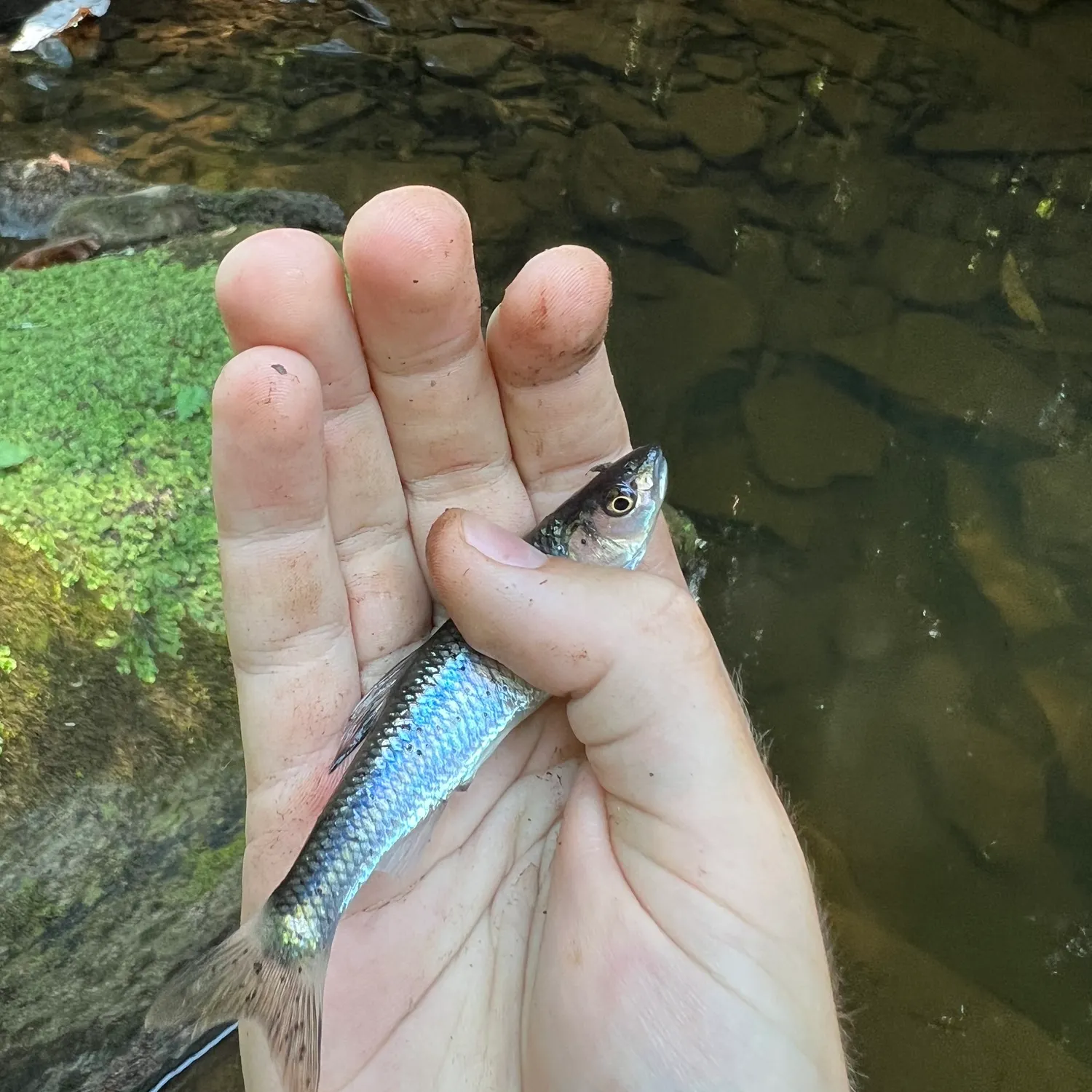 Creek chub caught on Fishbrain