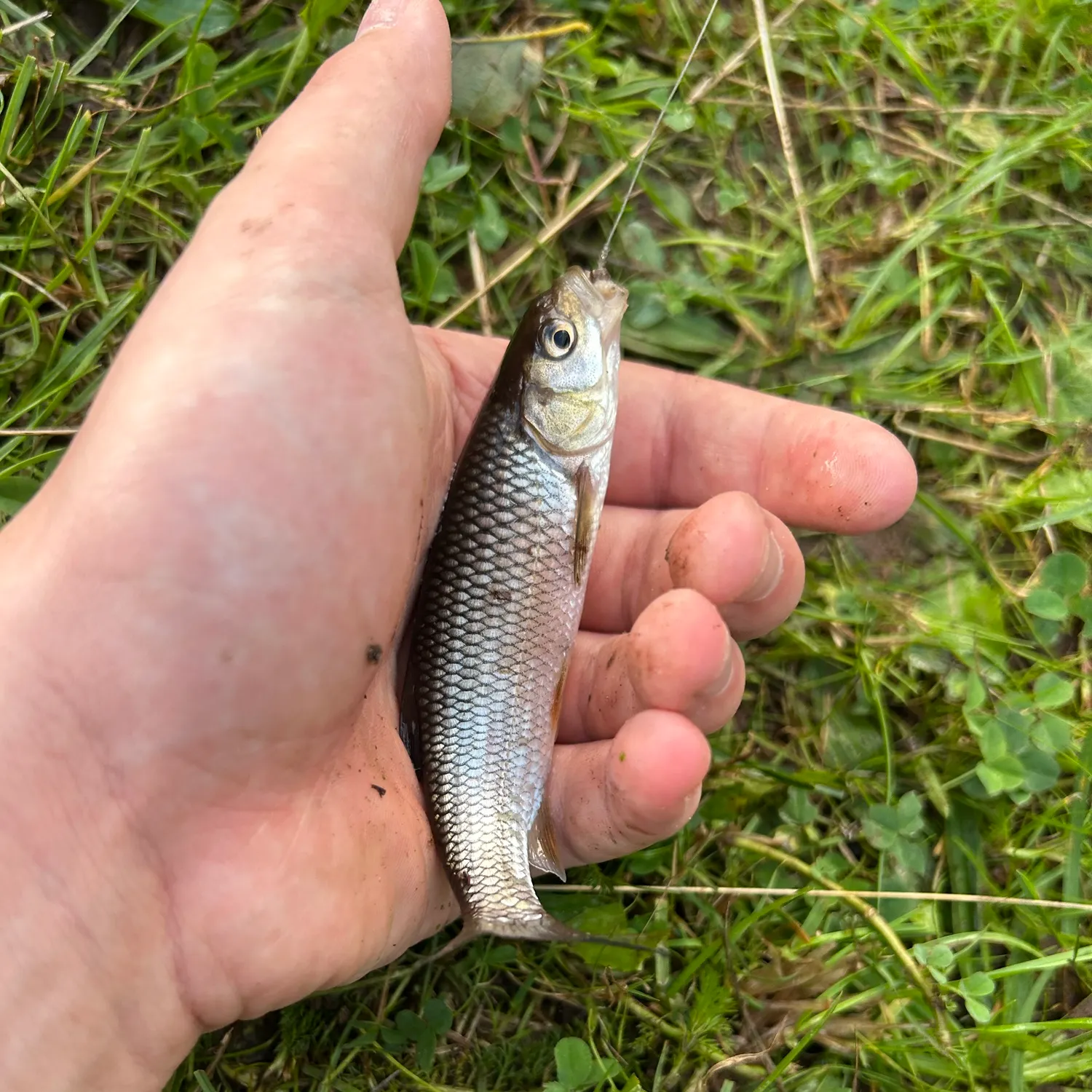 European chub caught on Fishbrain