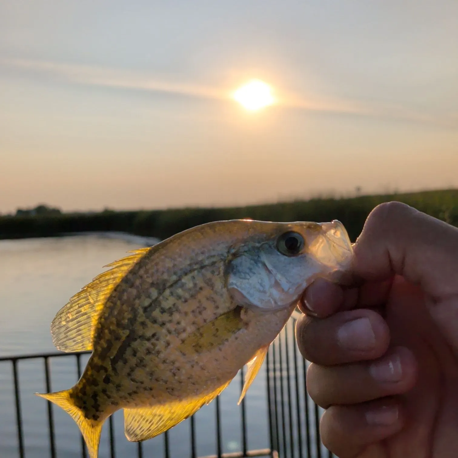 Black crappie caught on Fishbrain