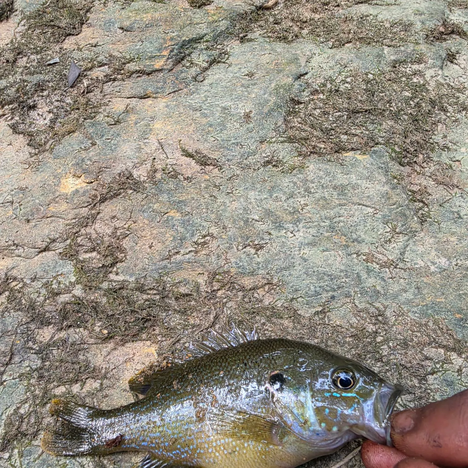 Green sunfish caught on Fishbrain