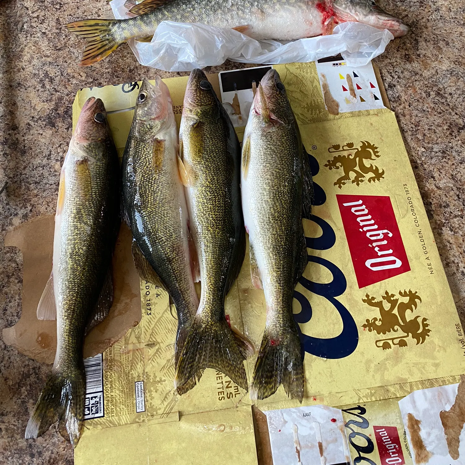 recently logged catches