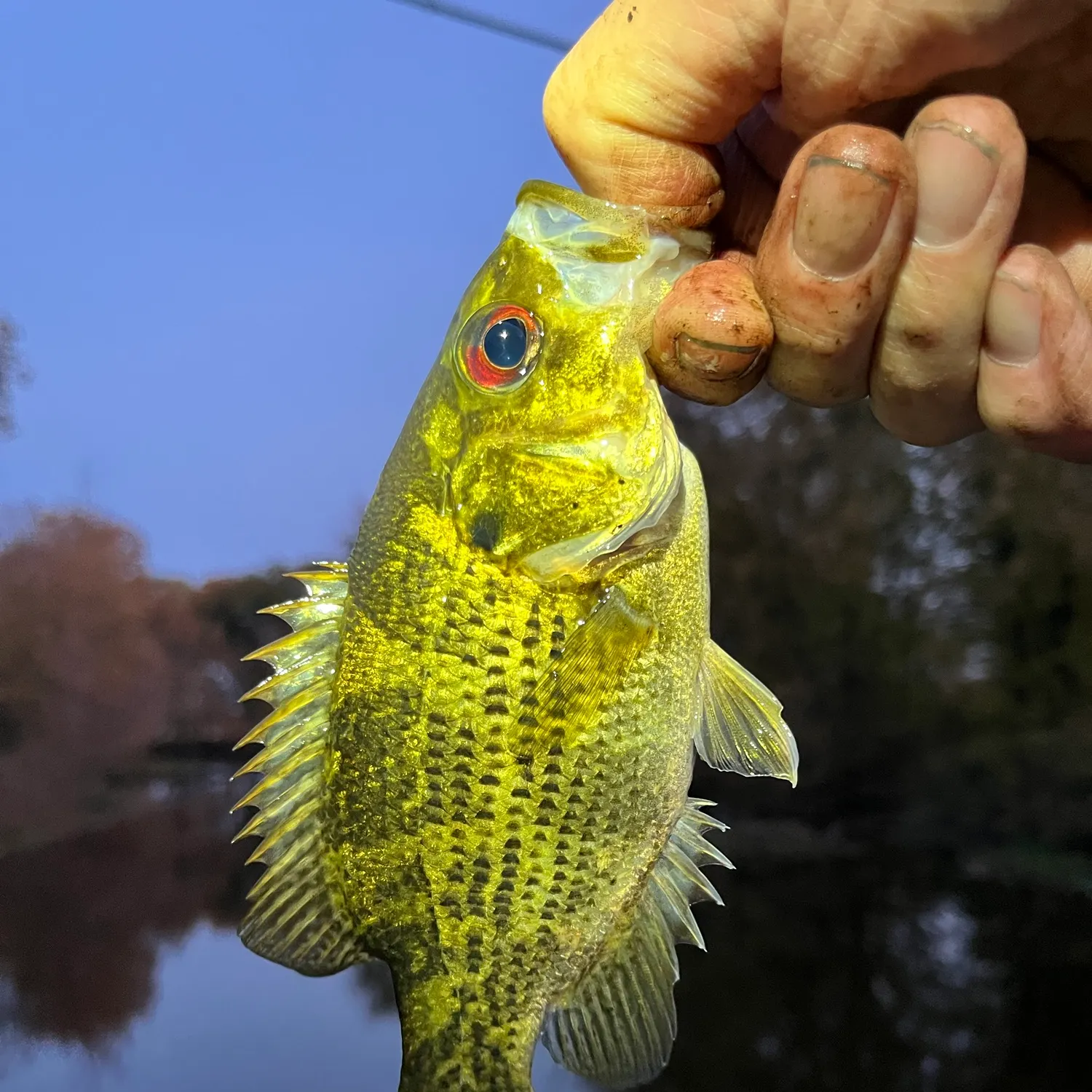 Rock bass caught on Fishbrain