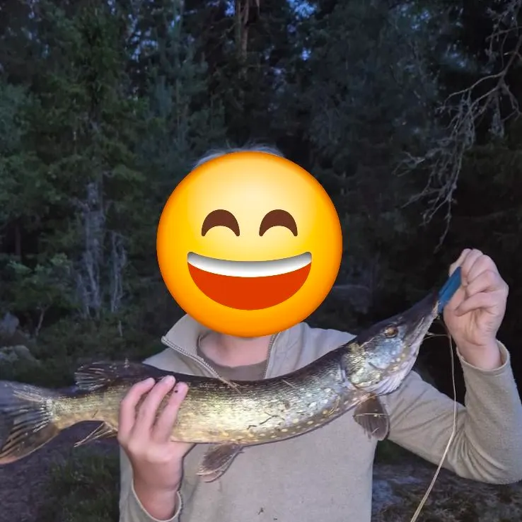 Northern pike caught on Fishbrain
