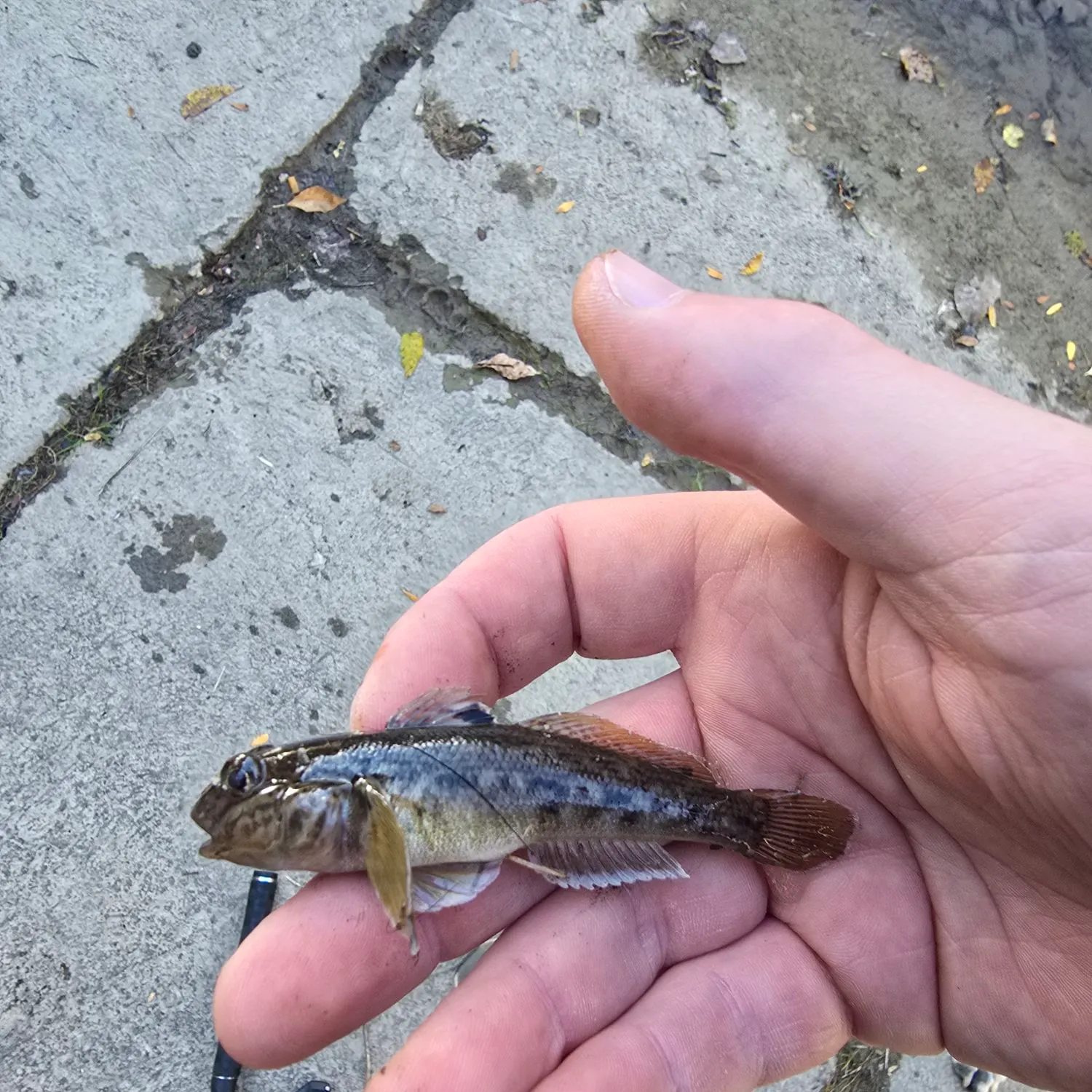 Round goby caught on Fishbrain