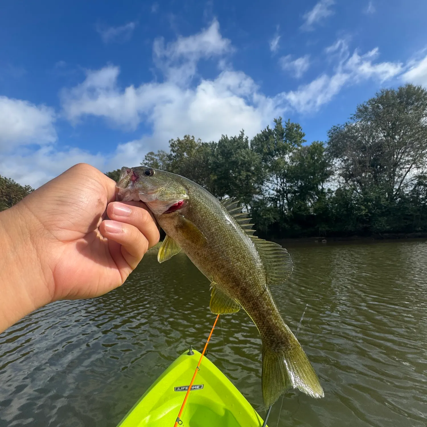 Smallmouth bass caught on Fishbrain