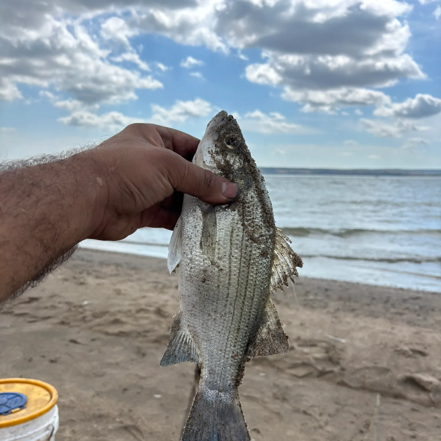 White bass caught on Fishbrain