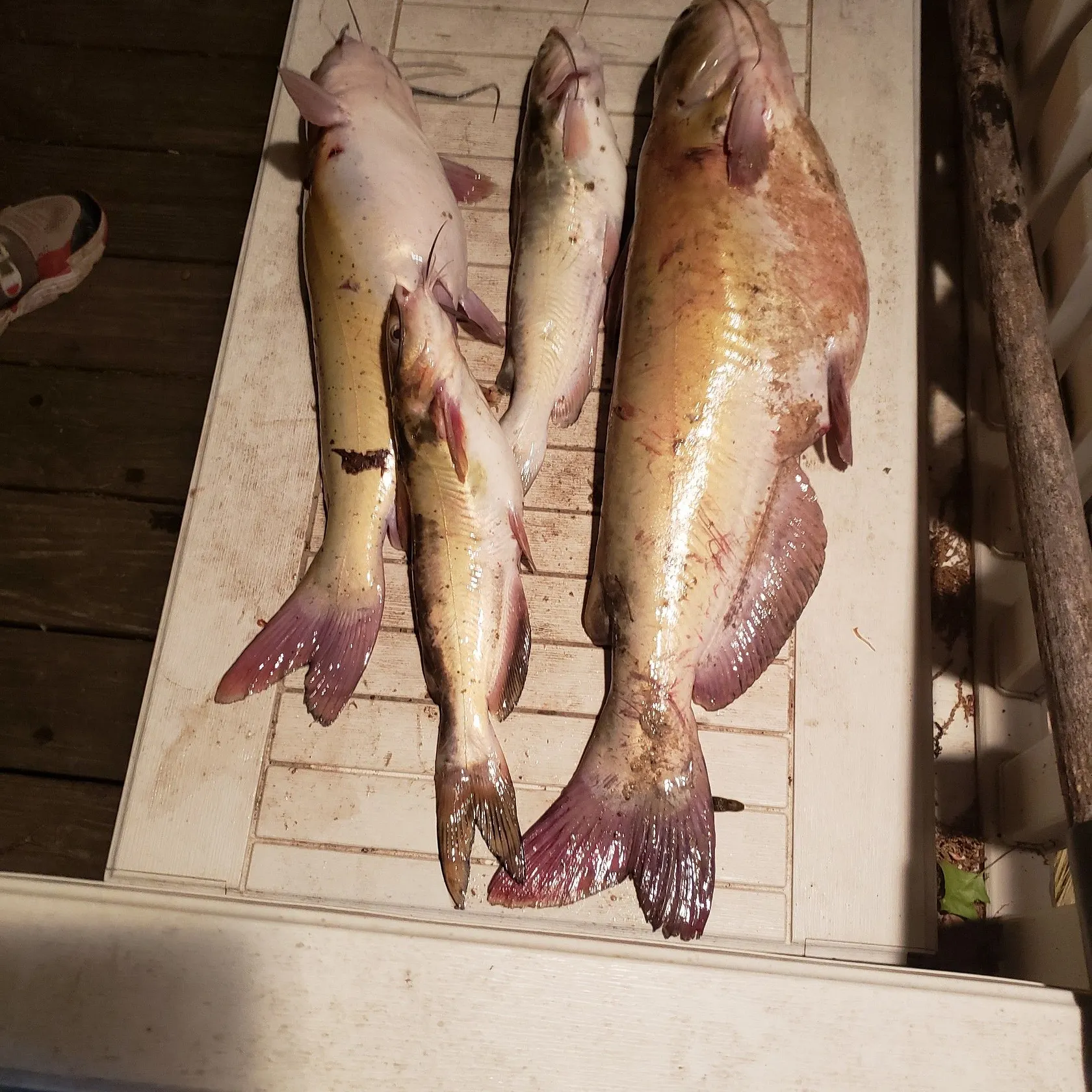 recently logged catches