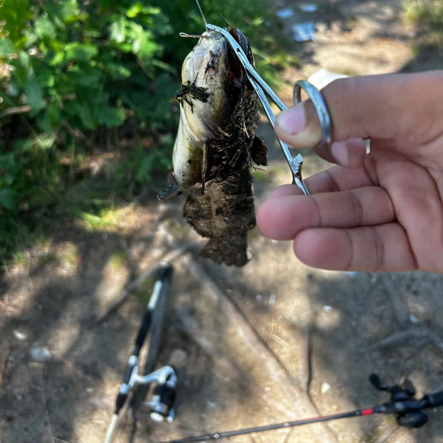 Black bullhead caught on Fishbrain