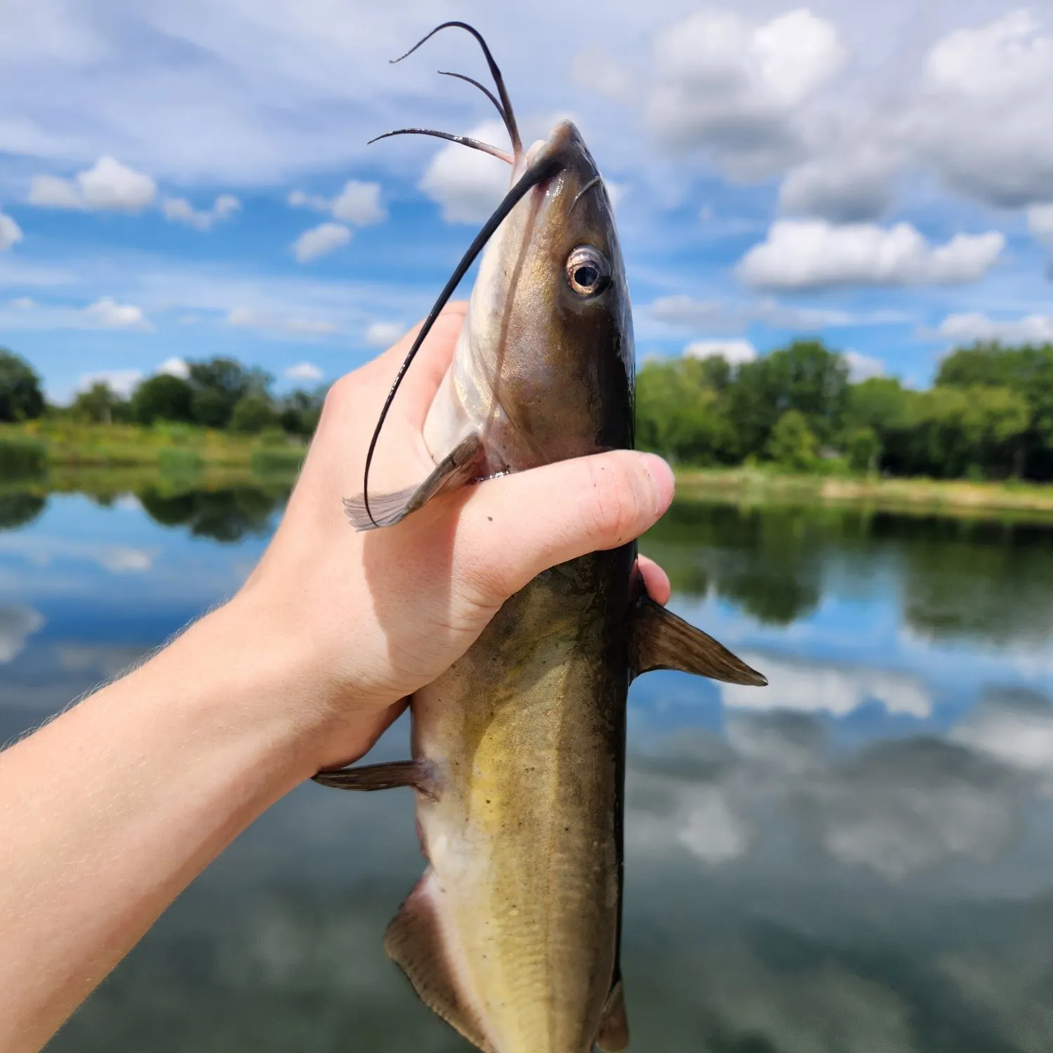 Channel catfish caught on Fishbrain