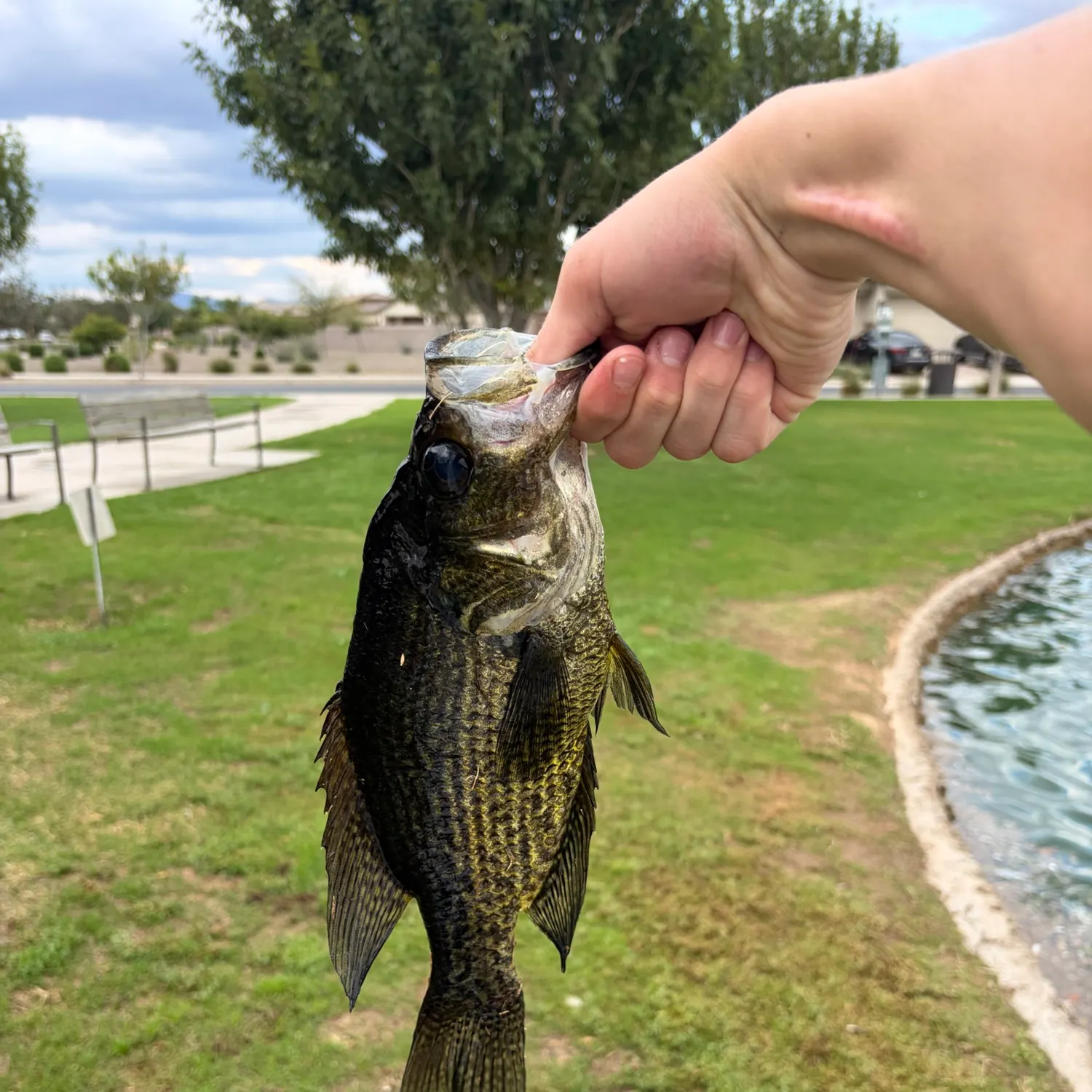 Black crappie caught on Fishbrain