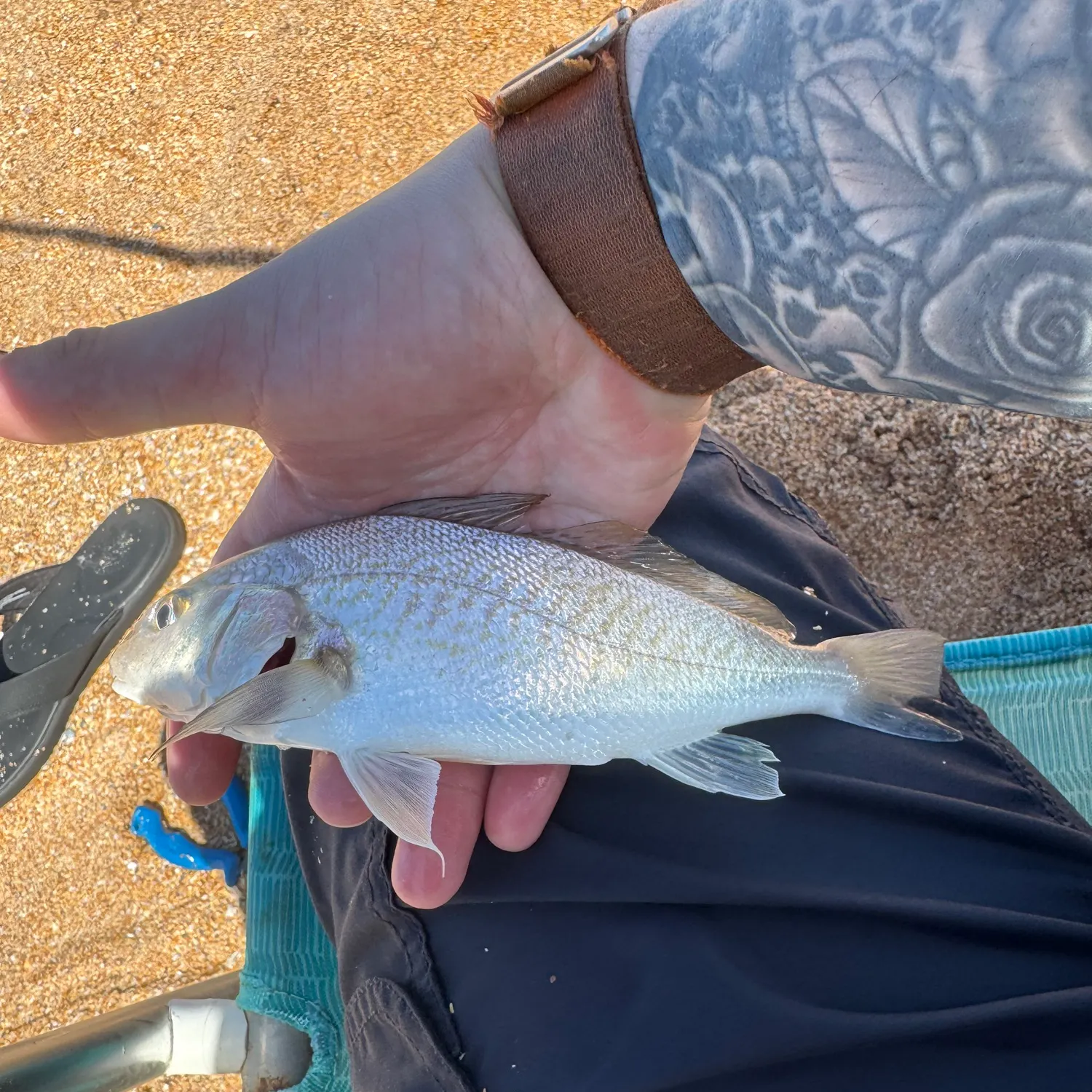 Atlantic croaker caught on Fishbrain