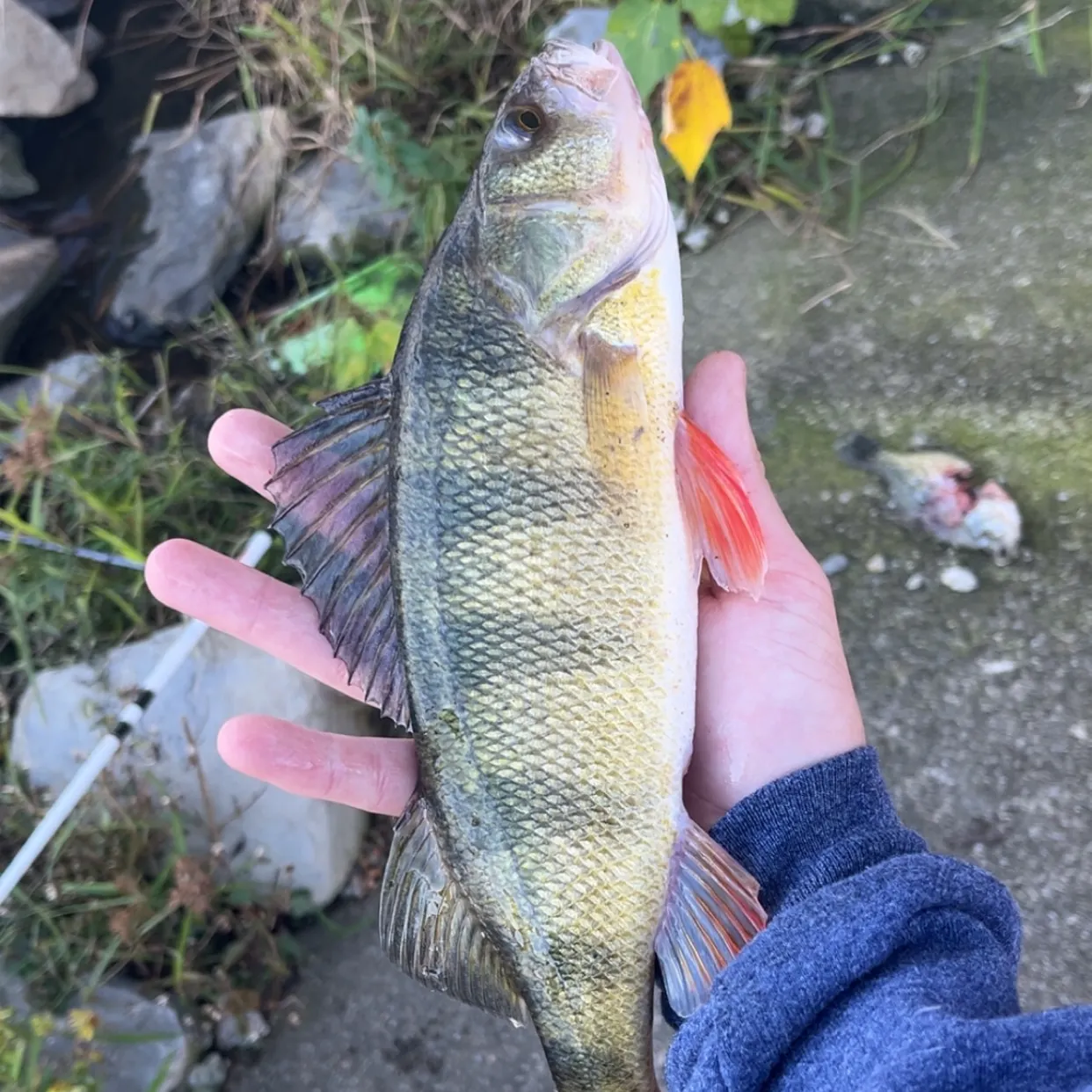 Yellow perch caught on Fishbrain