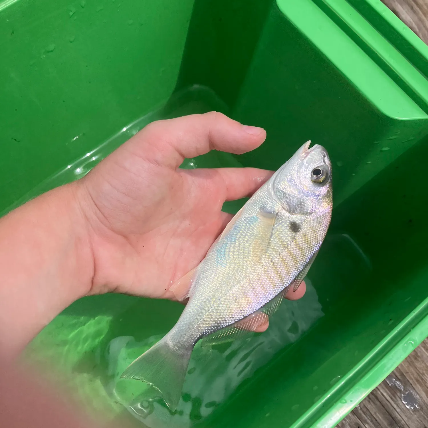 Spot croaker caught on Fishbrain