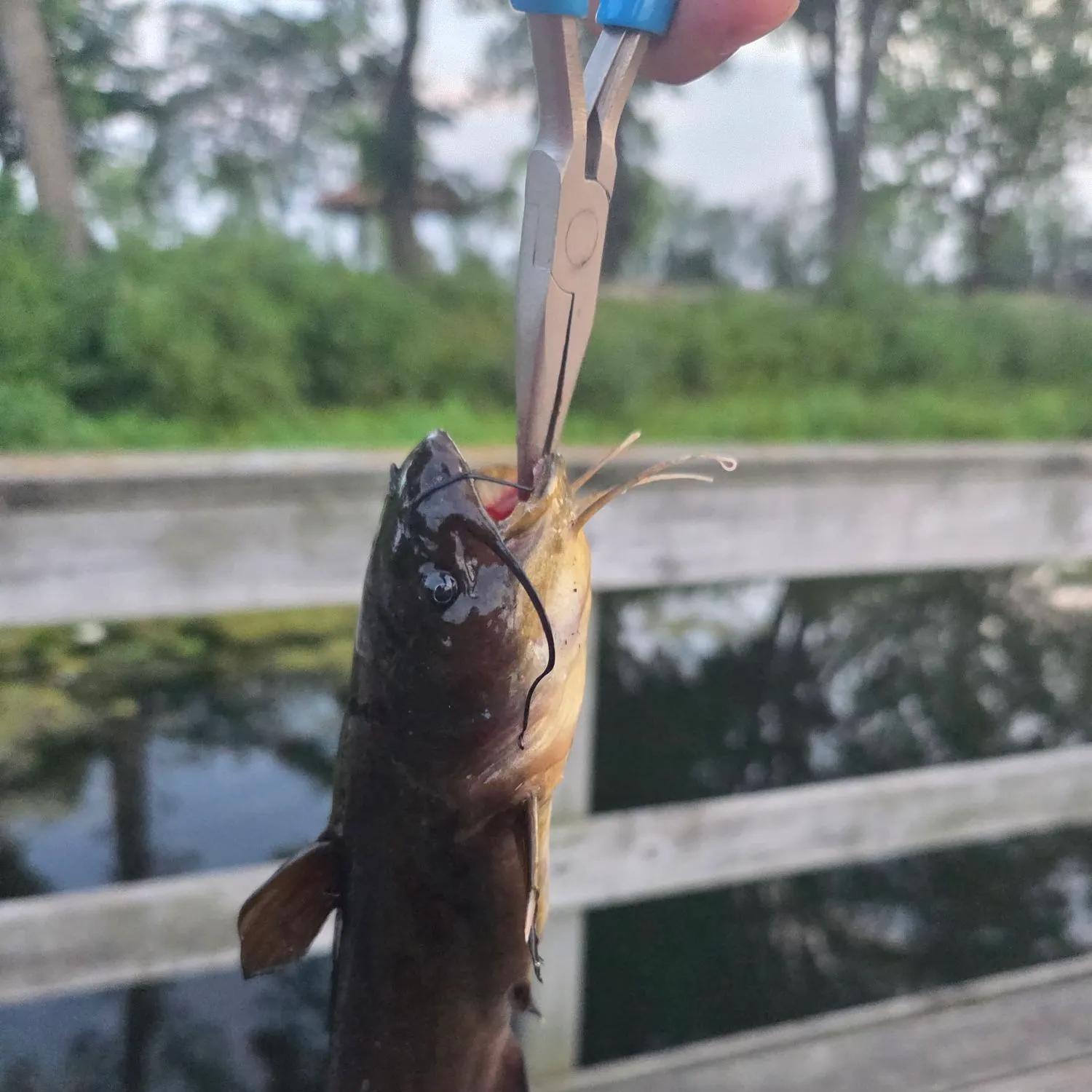 catch