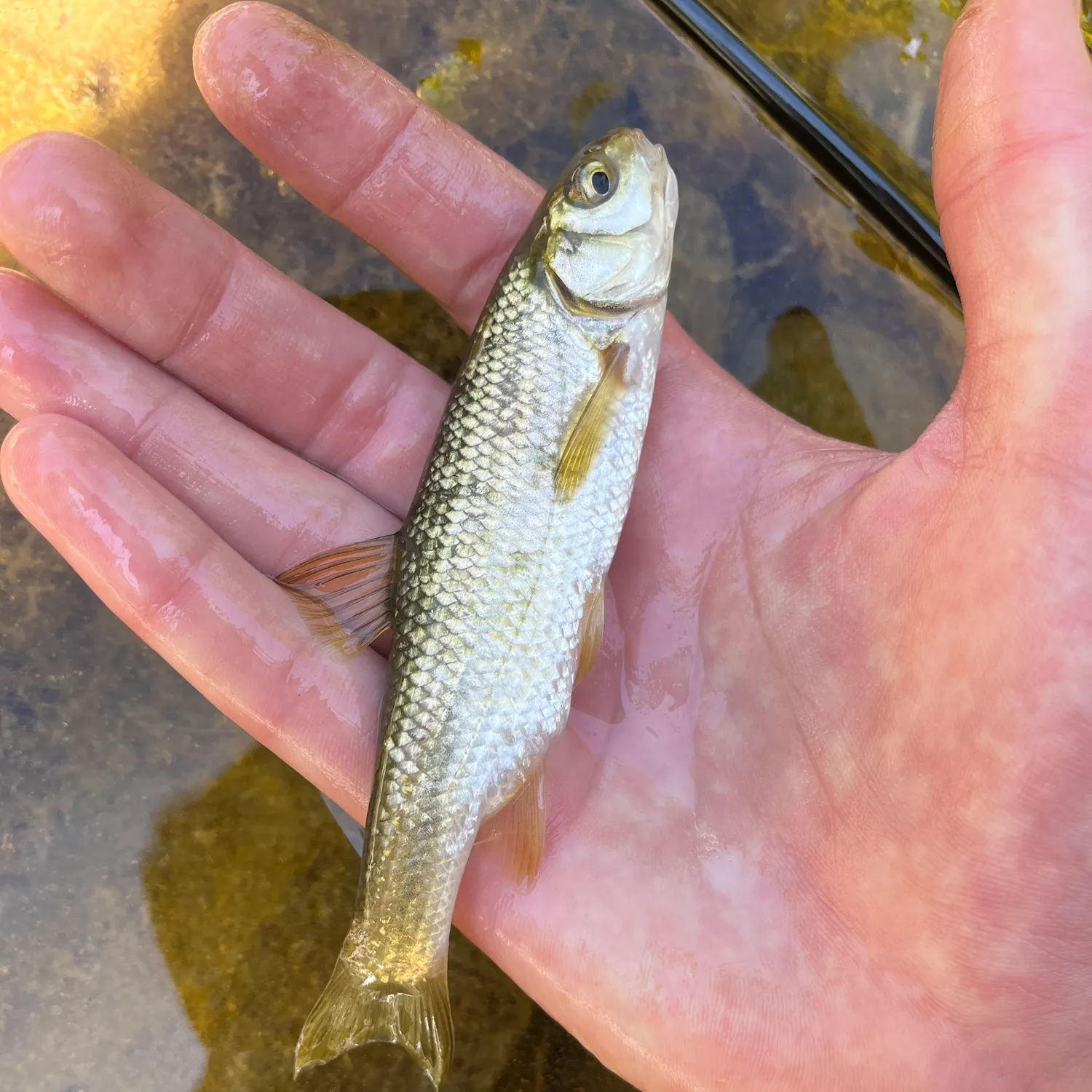 The most recent Italian riffle dace catches on Fishbrain
