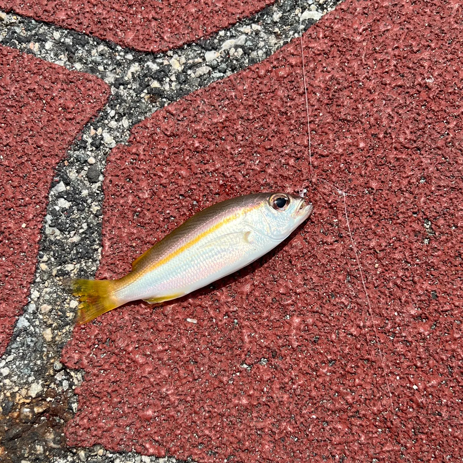 The most recent Bigeye snapper catches on Fishbrain