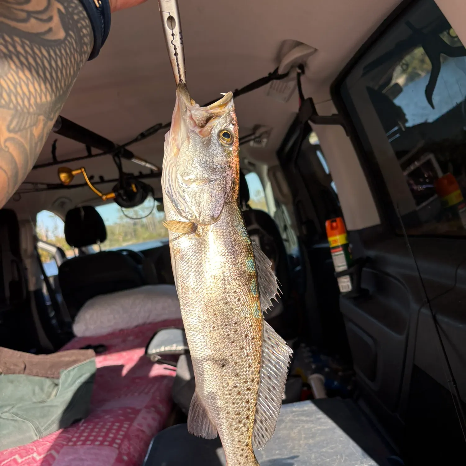 recently logged catches