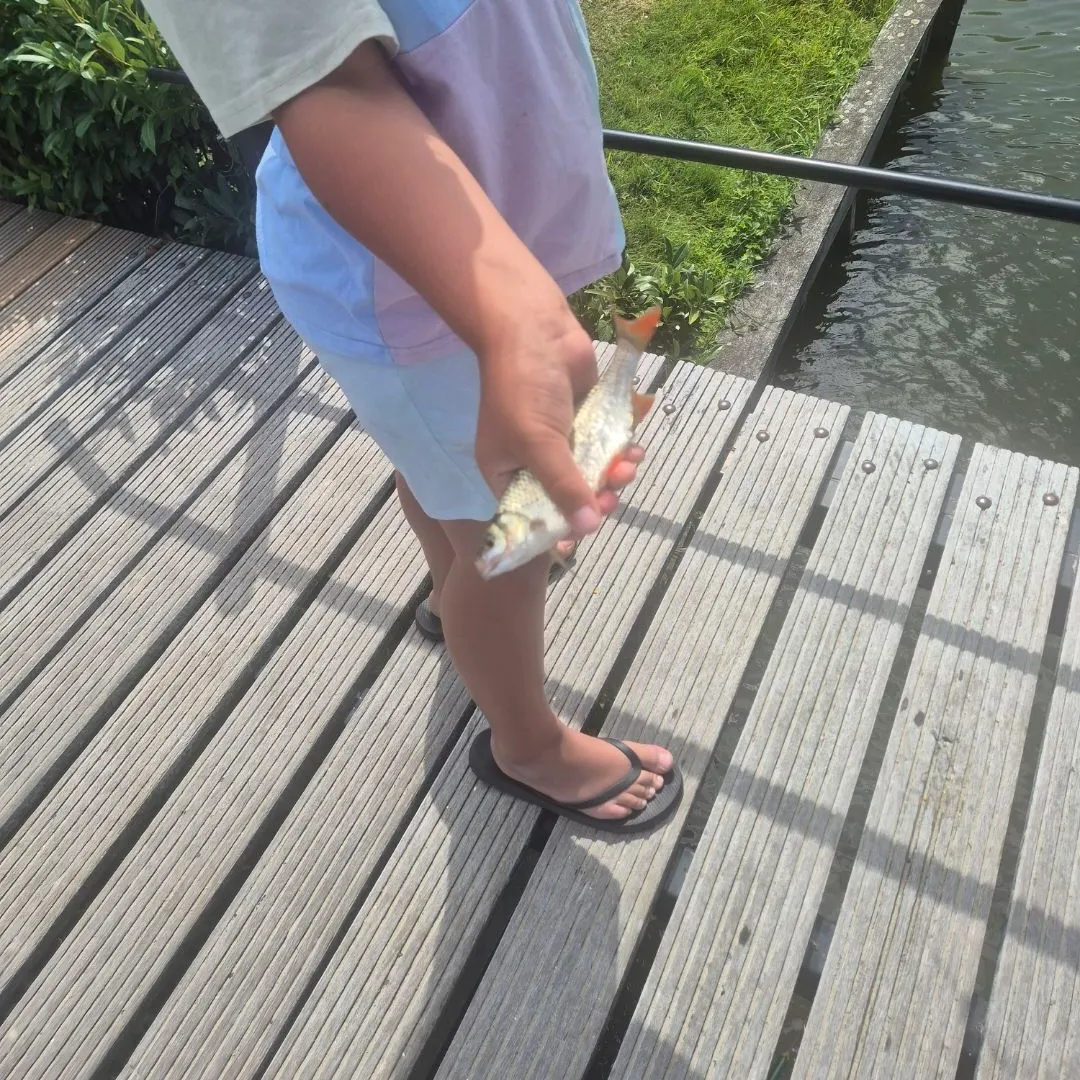 Common rudd caught on Fishbrain