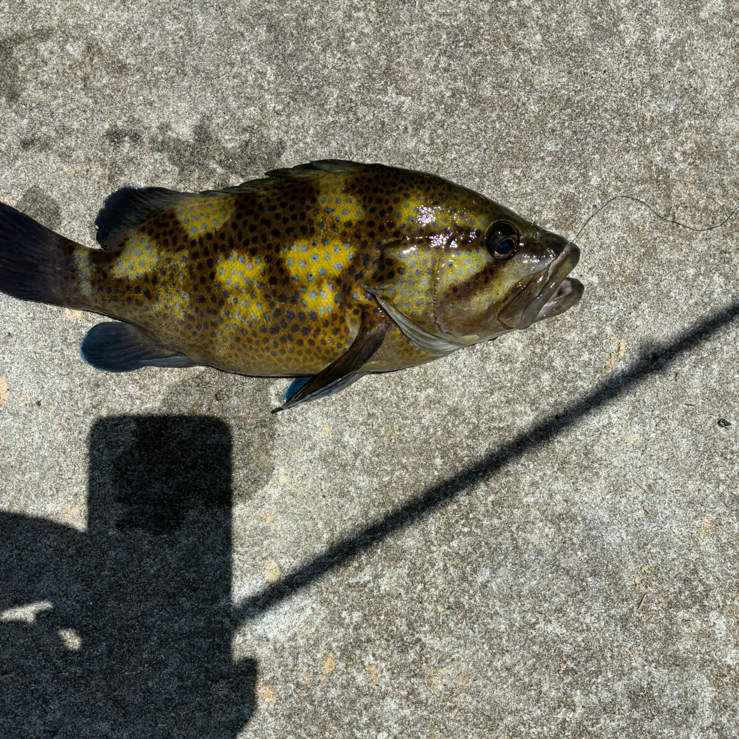 The most recent Malabar grouper catches on Fishbrain