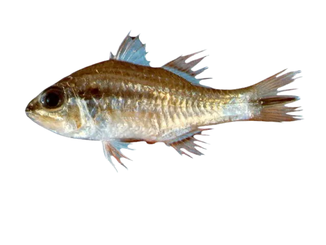 Broadbanded cardinalfish