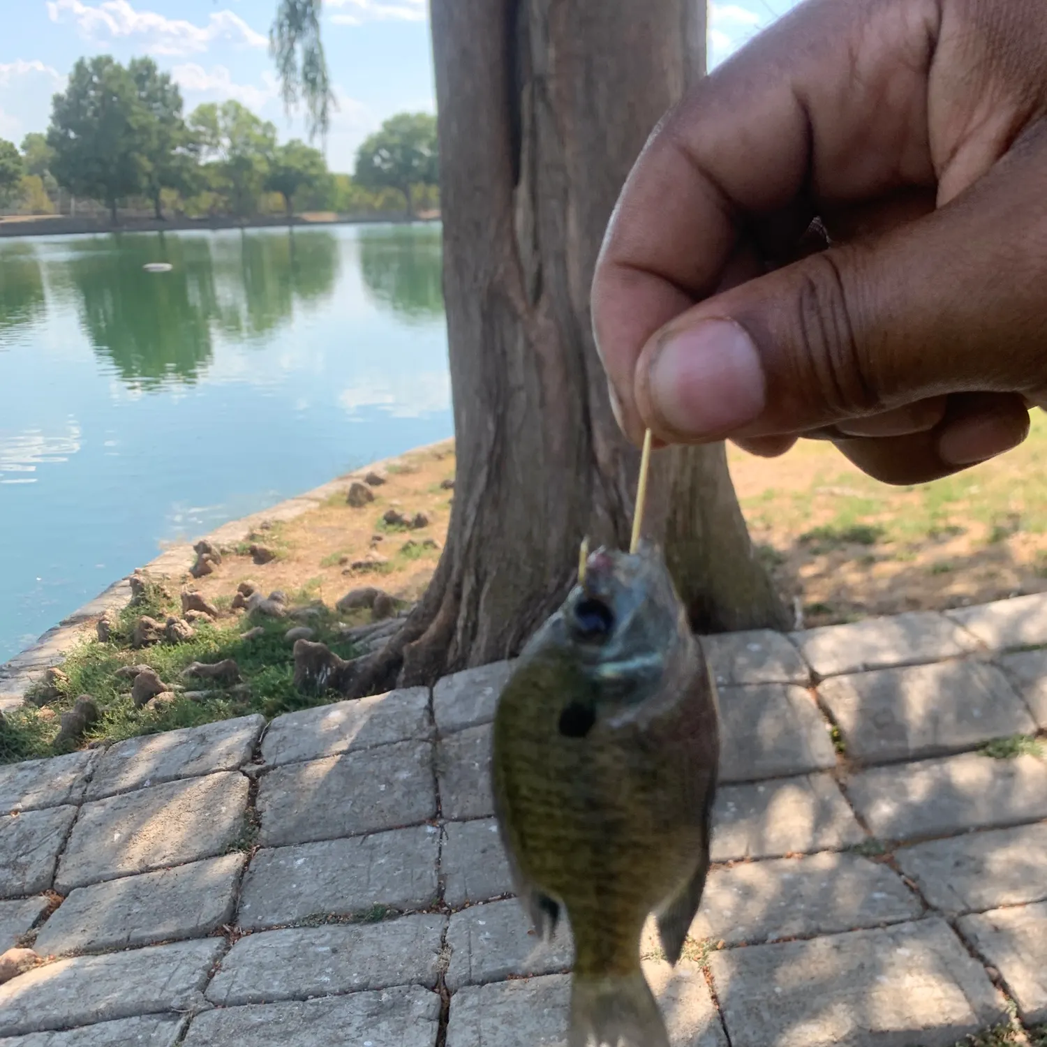 Bluegill caught on Fishbrain