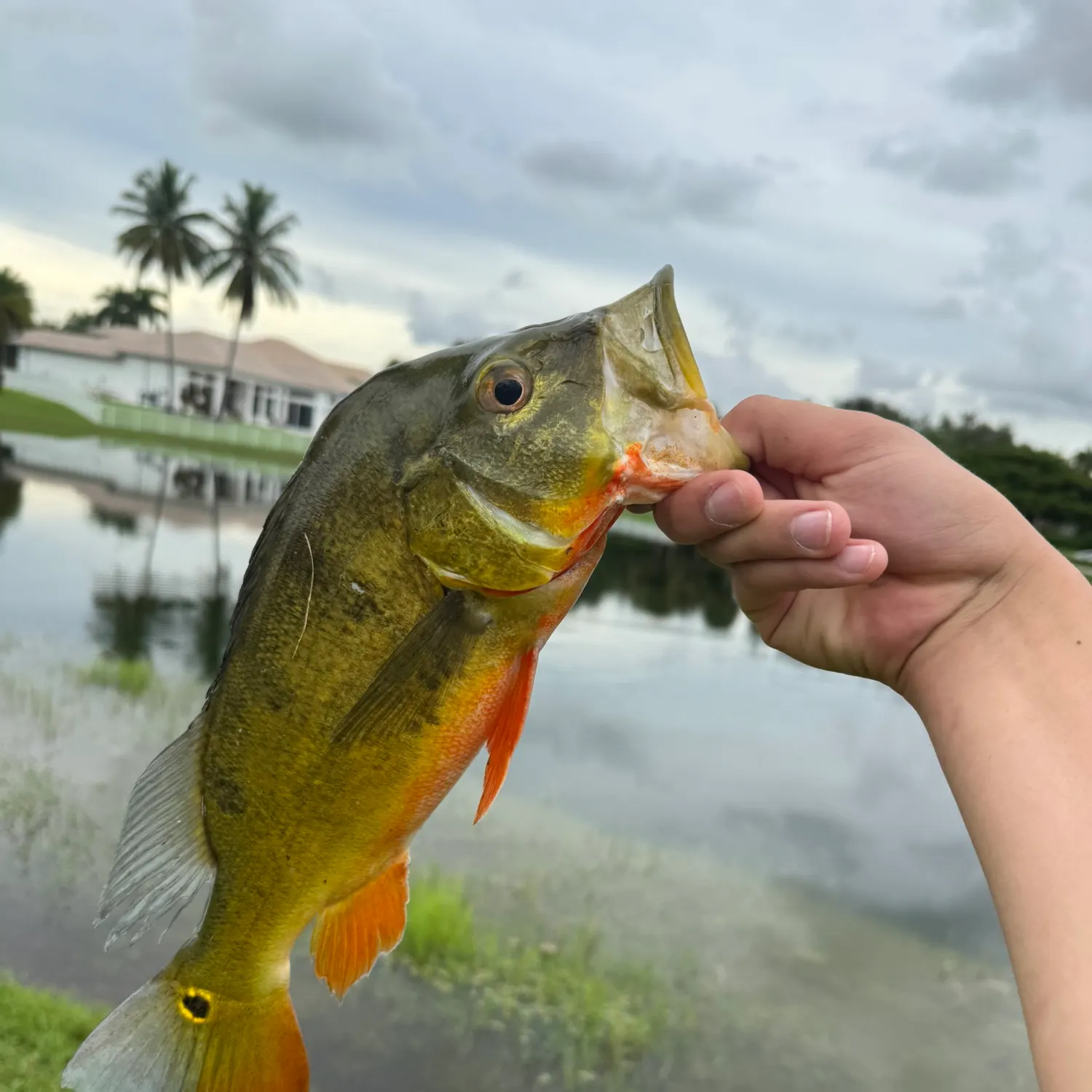 Butterfly peacock bass caught on Fishbrain