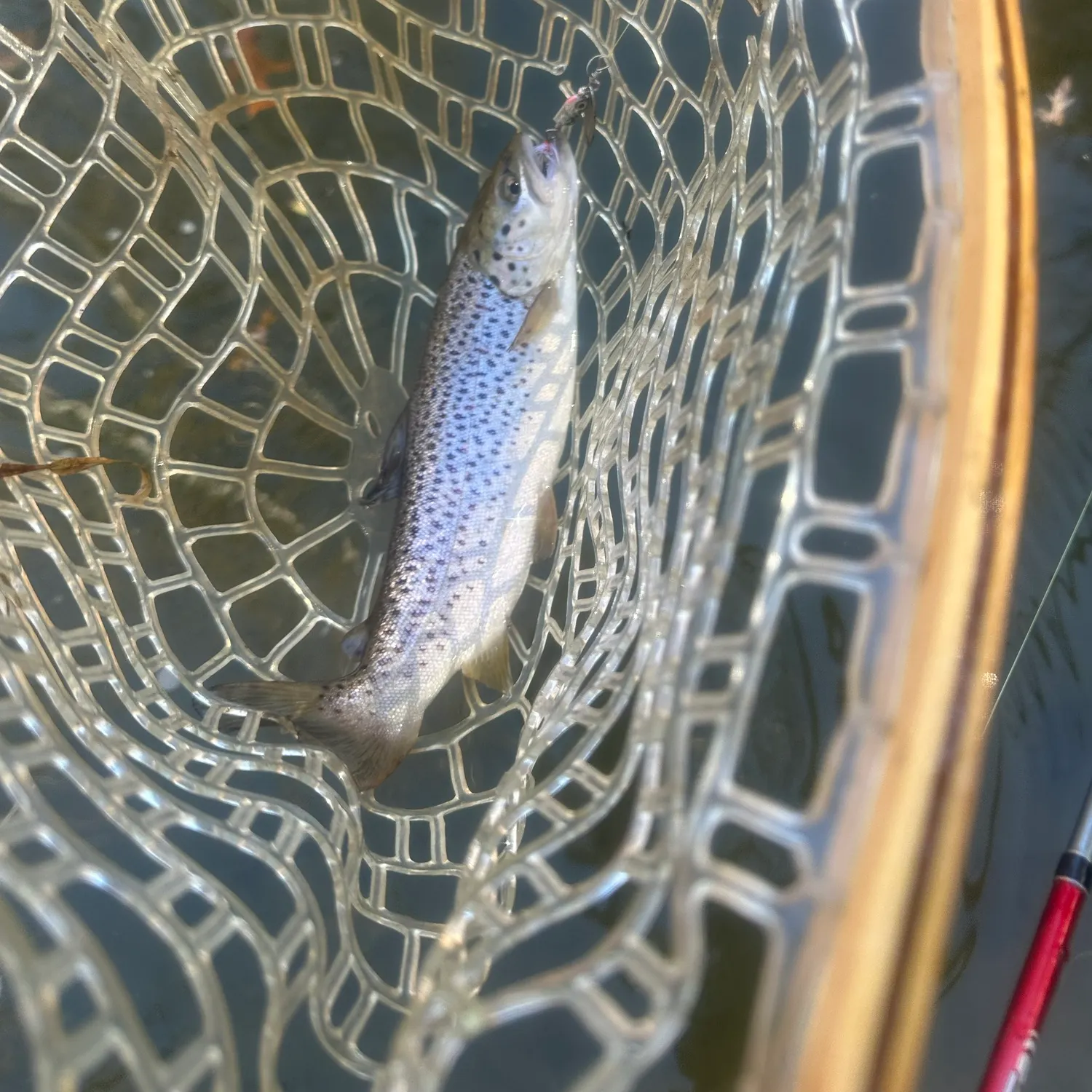 Brown trout caught on Fishbrain
