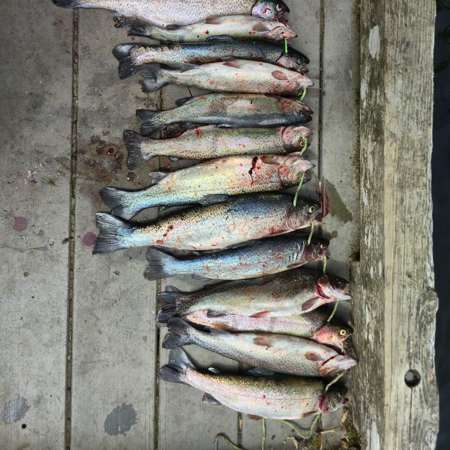 recently logged catches